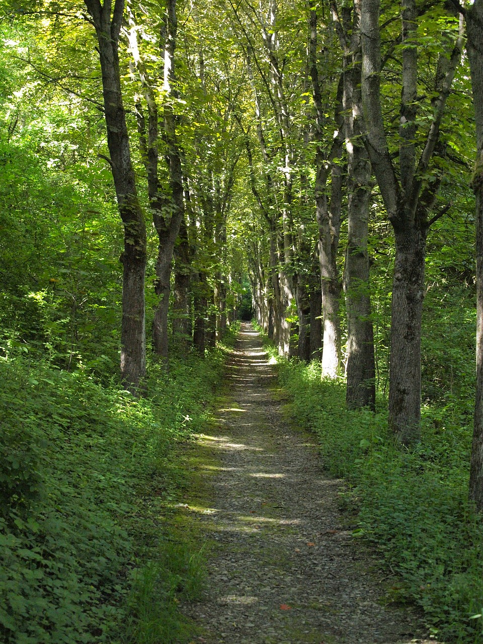 Miško Takas, Alėja, Hansonas, Bad Mergentheim, Medžių Ruožas, Žygiai, Miškas, Medžiai, Medžio Pamušalas, Nemokamos Nuotraukos