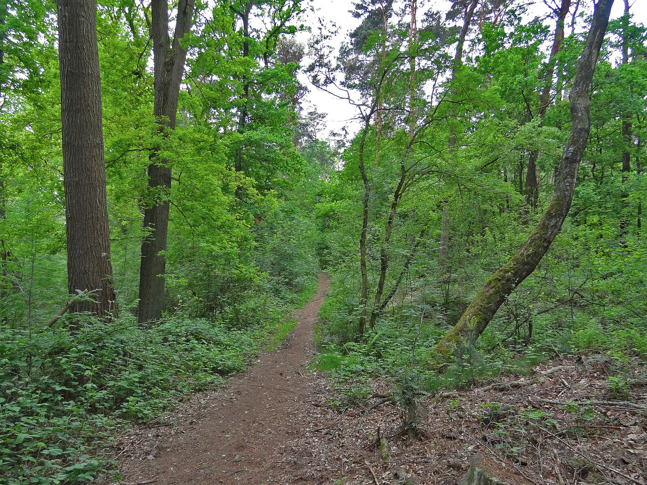 Miško Takas, Miškas, Toli, Ąžuolo, Beržas, Vaikščioti Miške, Bukmedis, Mišrus Miškas, Vasara, Vasaros Miškas