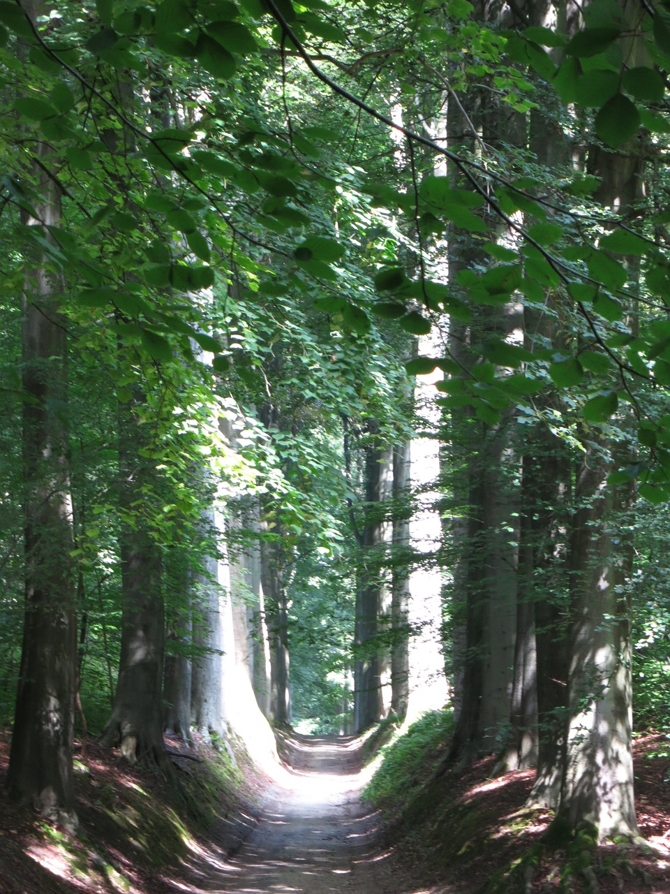 Miško Takas, Overijse, Belgija, Nemokamos Nuotraukos,  Nemokama Licenzija