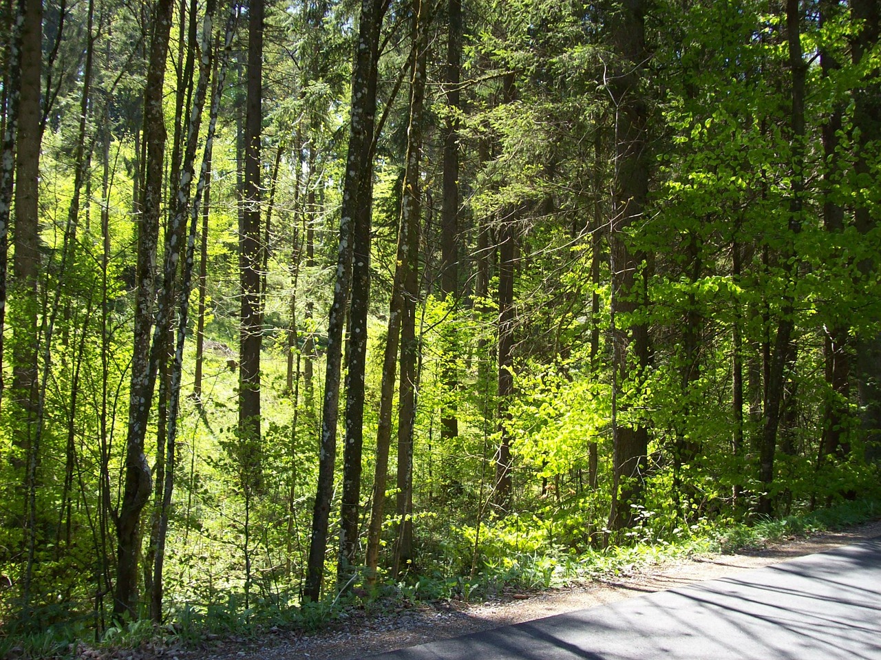 Miško Takas, Miškas, Medžiai, Saulės Šviesa, Nemokamos Nuotraukos,  Nemokama Licenzija