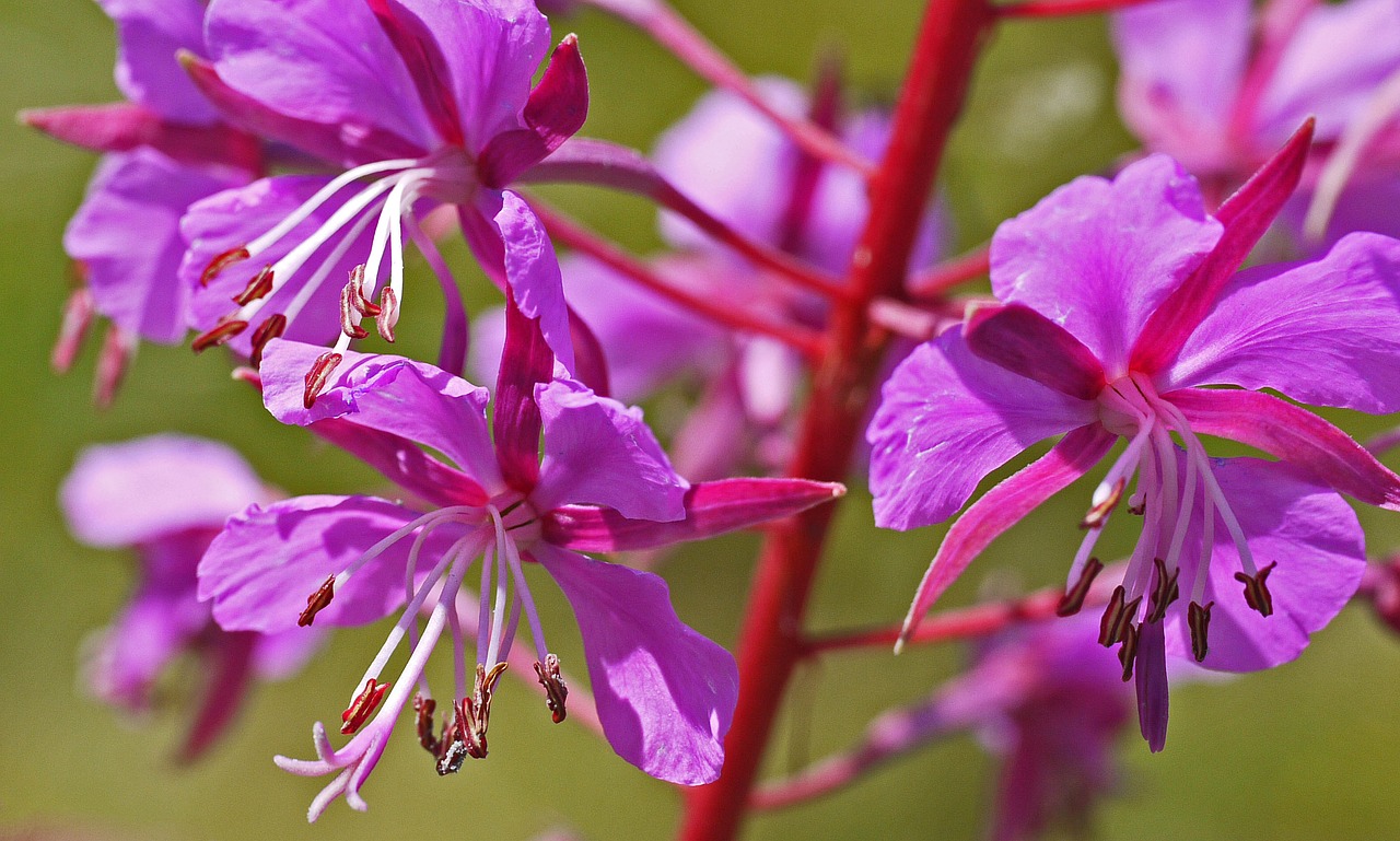 Miškas Daugiametis, Gėlės, Violetinė, Tuti, Antspaudas, Stiebas, Raudona, Skiriamasis, Makro, Uždaryti