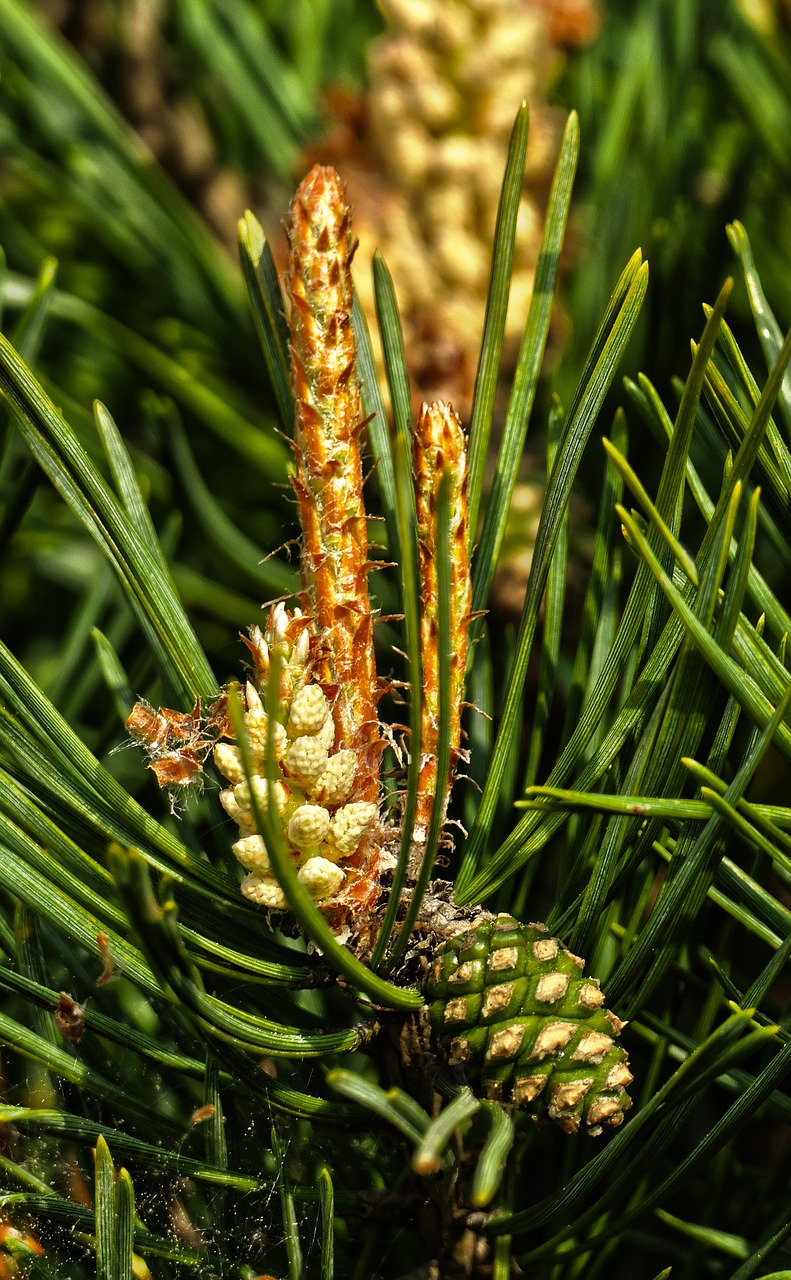 Miško Pušies,  Žiedas,  Žydi,  Adata,  Pavasaris,  Bakstelėkite,  Pušis,  Pinus Sylvestris,  Paprastosios Pušies,  Balta Pušų