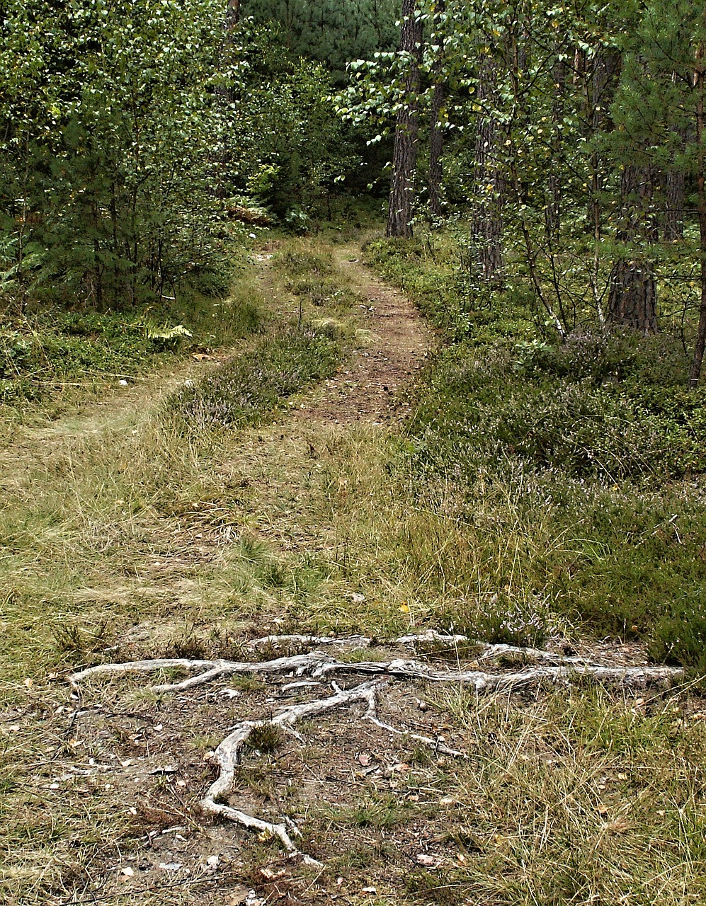 Miško Kelias, Mėlynių Medžio Šaknis, Medžių Šaknys, Miškas, Nemokamos Nuotraukos,  Nemokama Licenzija