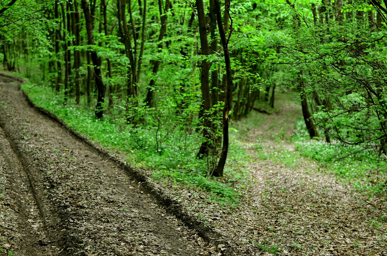 Miško Kelias, Gamta, Transilvanija, Šviesa Ir Šešėlis, Pavasaris, Nemokamos Nuotraukos,  Nemokama Licenzija