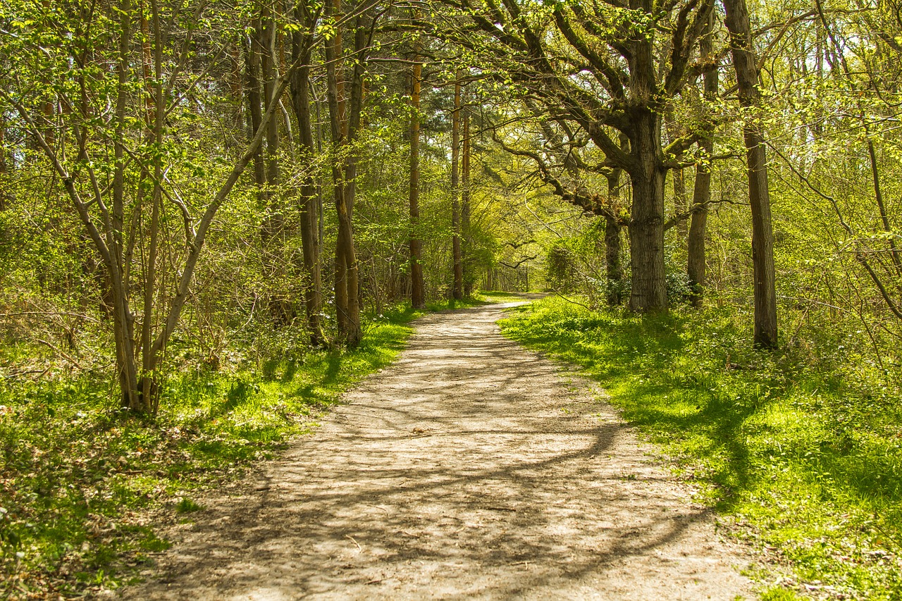 Miško Kelias, Gamta, Anglija, Medžiai, Nemokamos Nuotraukos,  Nemokama Licenzija