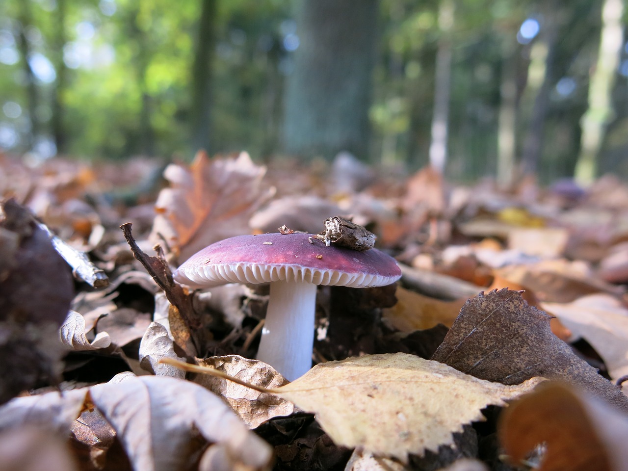 Miško Ekranas, Violetinė, Grybai, Skrybėlę, Ornamentas, Lapai, Ruduo, Miško Paklotė, Nemokamos Nuotraukos,  Nemokama Licenzija