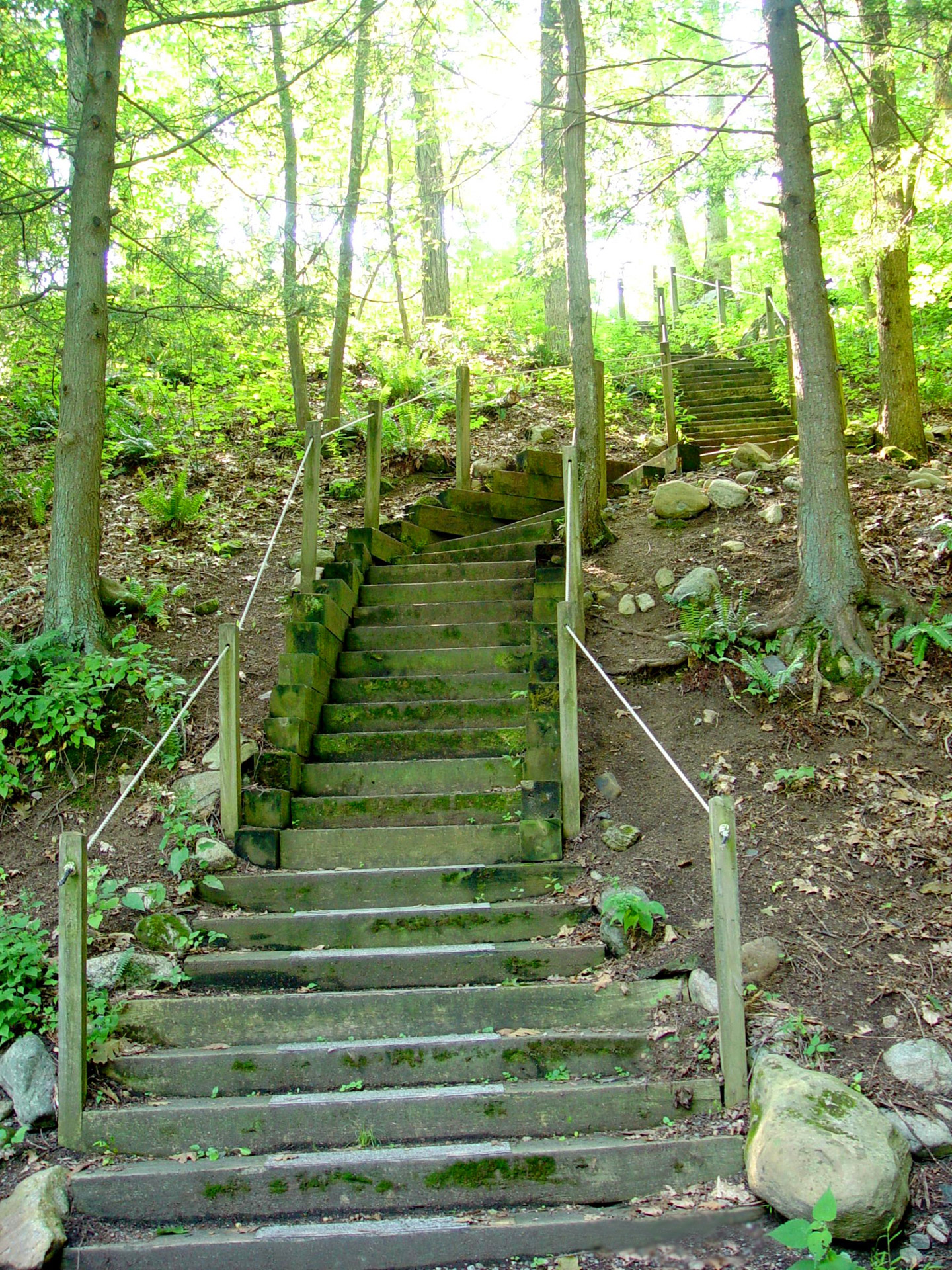 Laiptai,  Žingsniai,  Mediniai & Nbsp,  Veiksmai,  Kelias,  Miškas,  Miškai,  Medžiai,  Ramus,  Ramybė