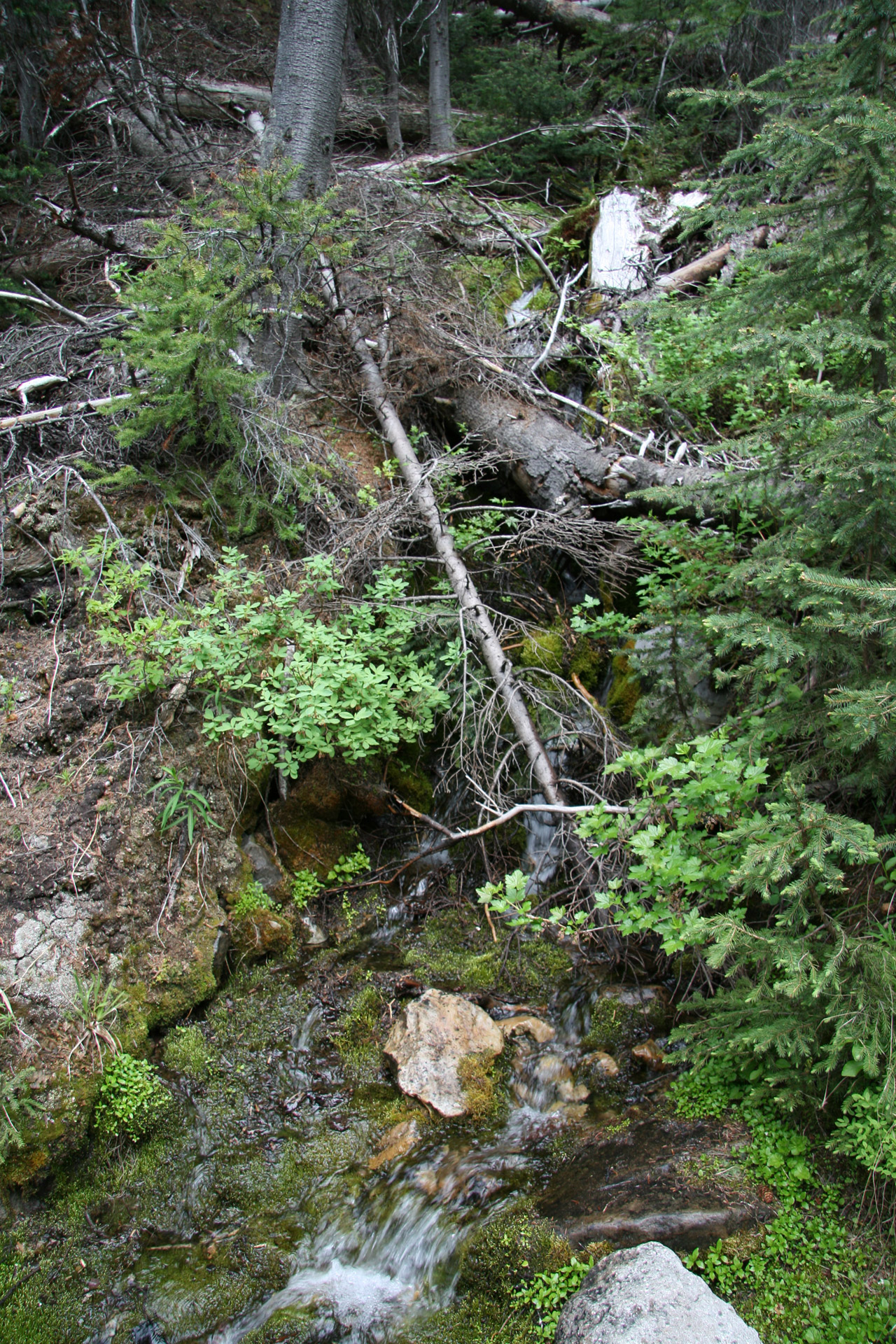 Miškas,  Medžiai,  Srautas,  Srautas,  Miško Medžių Srautas Upelis, Nemokamos Nuotraukos,  Nemokama Licenzija