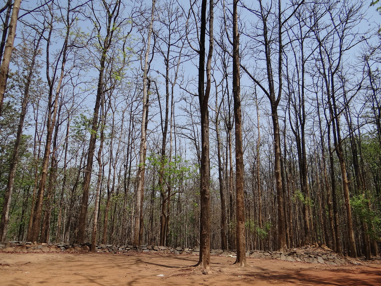 Miškai, Dandeli, Karnataka, Indija, Laukiniai, Kelionė, Nemokamos Nuotraukos,  Nemokama Licenzija