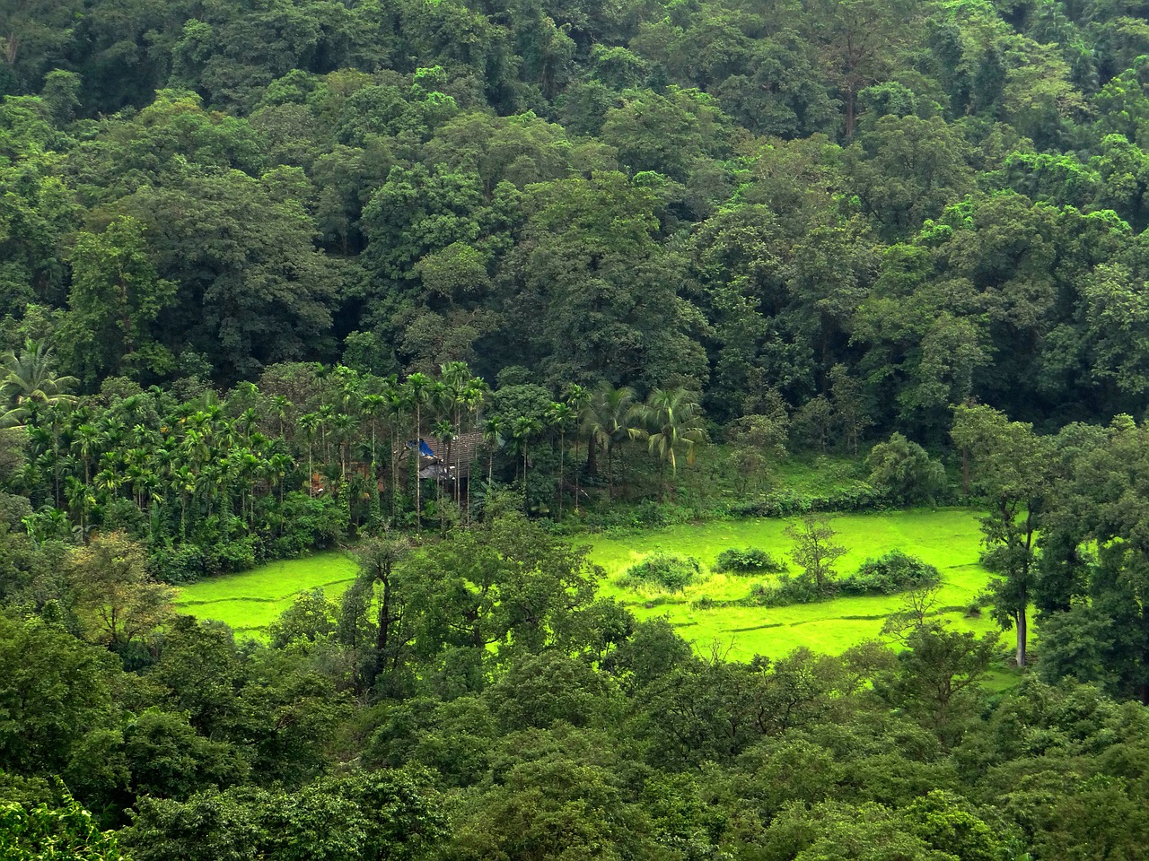 Miškai, Slėnis, Gamta, Kalnai, Vaizdingas, Vakarų Gatas, Sahyadri, Indija, Goa, Nemokamos Nuotraukos