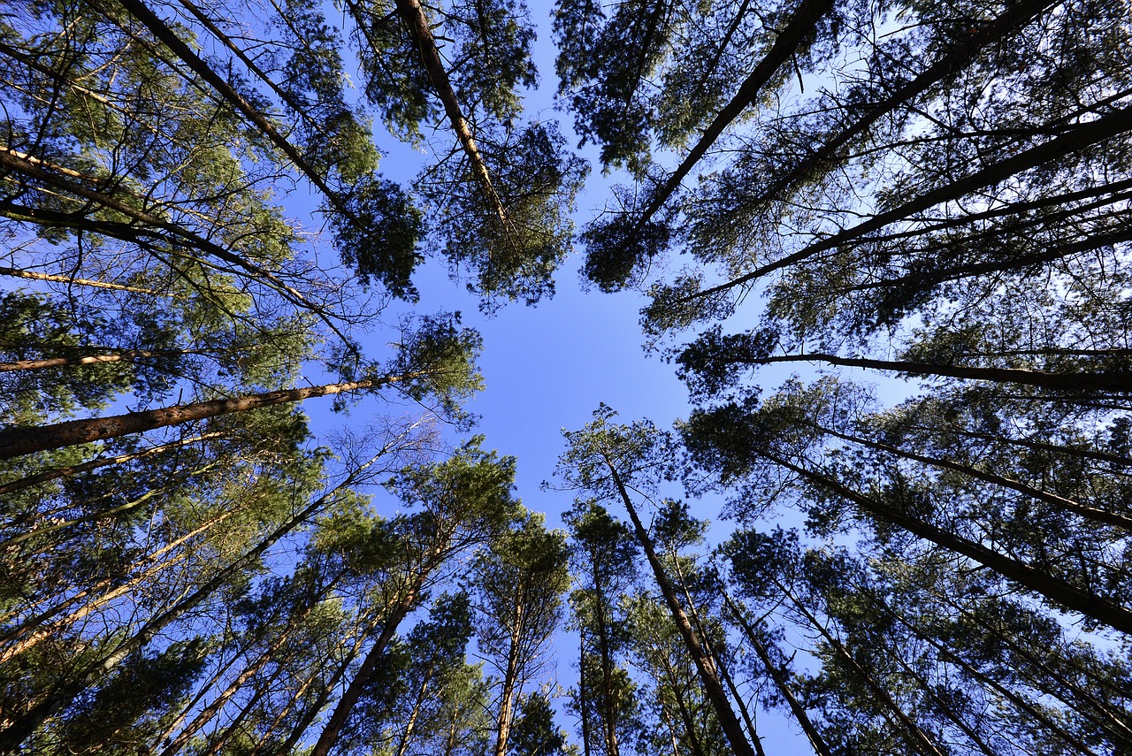 Miškai, Dangus, Lapija, Iš Dugno, Žalias, Kraštovaizdis, Pavasaris, Gamta, Medis, Nemokamos Nuotraukos