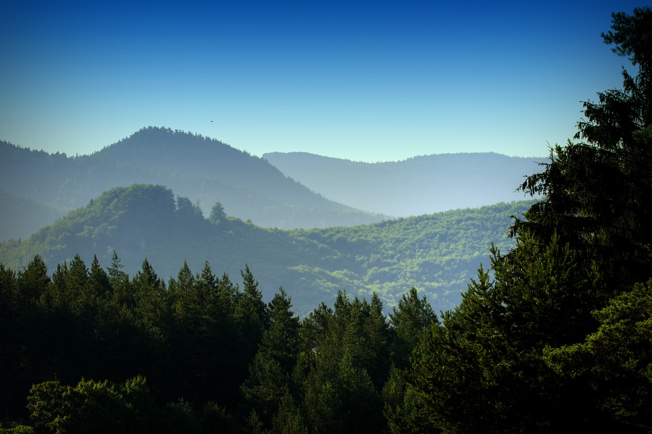 Miškai, Kalnai, Gamta, Medžiai, Kraštovaizdis, Rytas, Vaizdas, Eglės Miškai, Mėlynas Dangus, Slovakija
