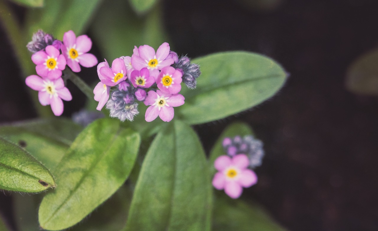 Pamiršti, Pavasaris, Violetinė, Gėlė, Žalias, Fonas, Gėlės, Flora, Žydi, Gamta