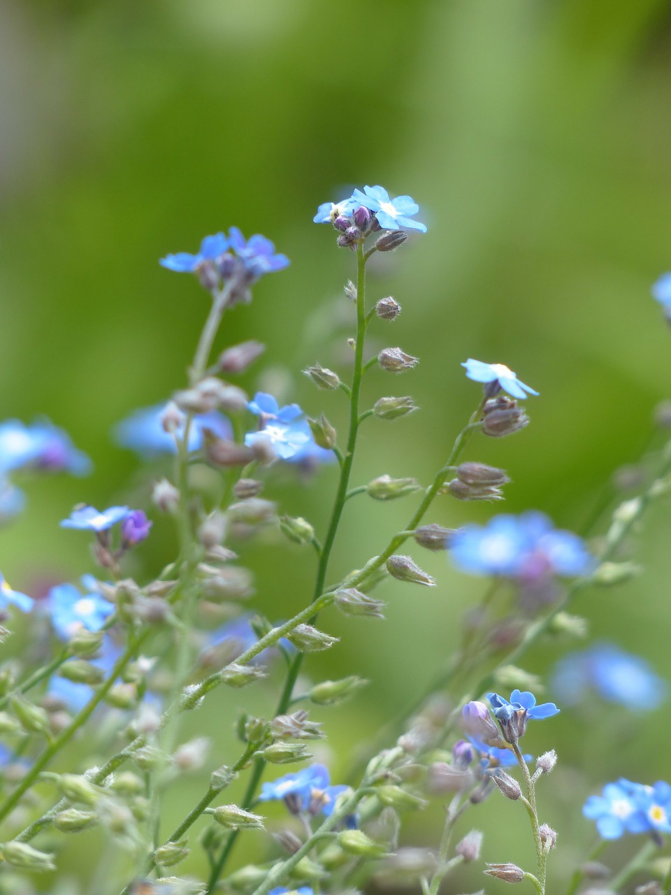 Nepamiršk Manęs, Gėlė, Mėlynas, Aštraus Gėlė, Gėlės, Raublattgewächs, Boraginaceae, Dekoratyvinis Augalas, Budas, Nemokamos Nuotraukos