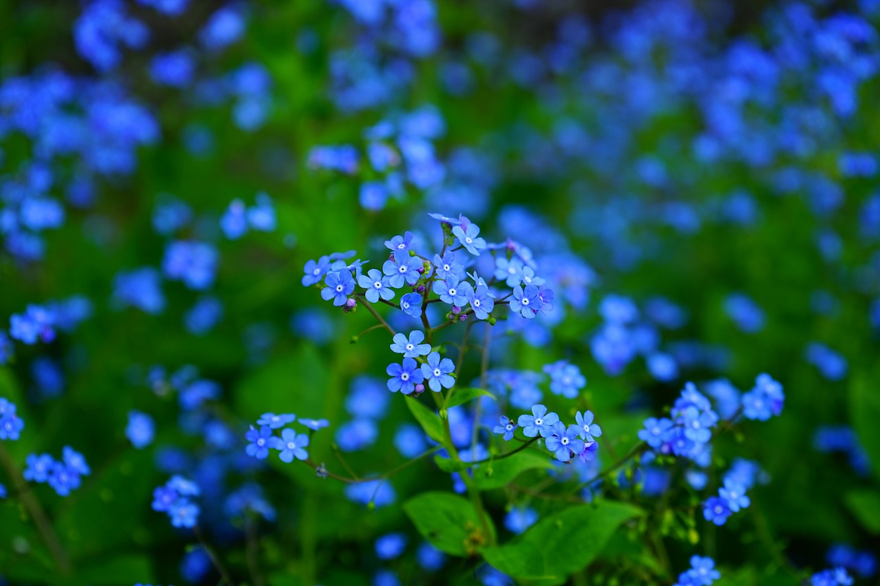 Nepamiršk Manęs, Gėlė, Brunnera Vergissmeinnicht, Brunnera Macrophylla, Kaukazas Pamiršti-Ne-Aš, Brunnera, Raublattgewächs, Boraginaceae, Žiedas, Žydėti