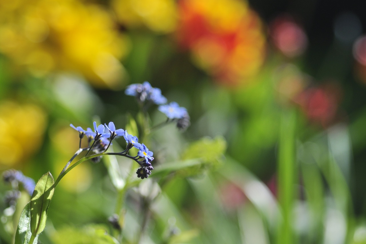 Nepamiršk Manęs, Mėlynas, Myosotis, Grybų Šeima, Boraginaceae, Makro, Gėlė, Idilija, Augalas, Gėlės