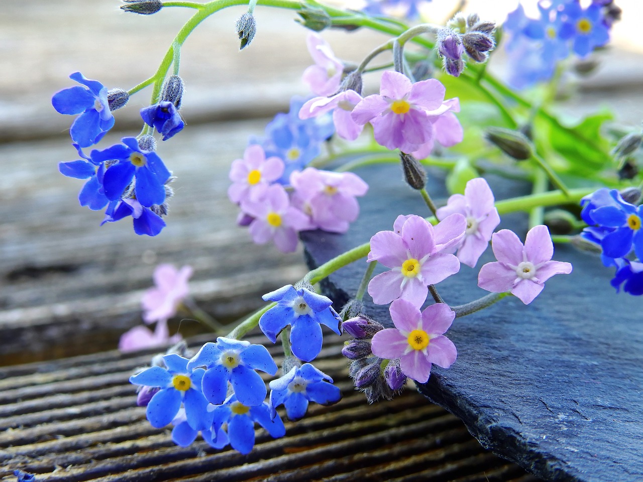 Nepamiršk Manęs, Gėlės, Mėlynas, Rožinis, Aštraus Gėlė, Žiedas, Žydėti, Flora, Fonas, Nemokamos Nuotraukos