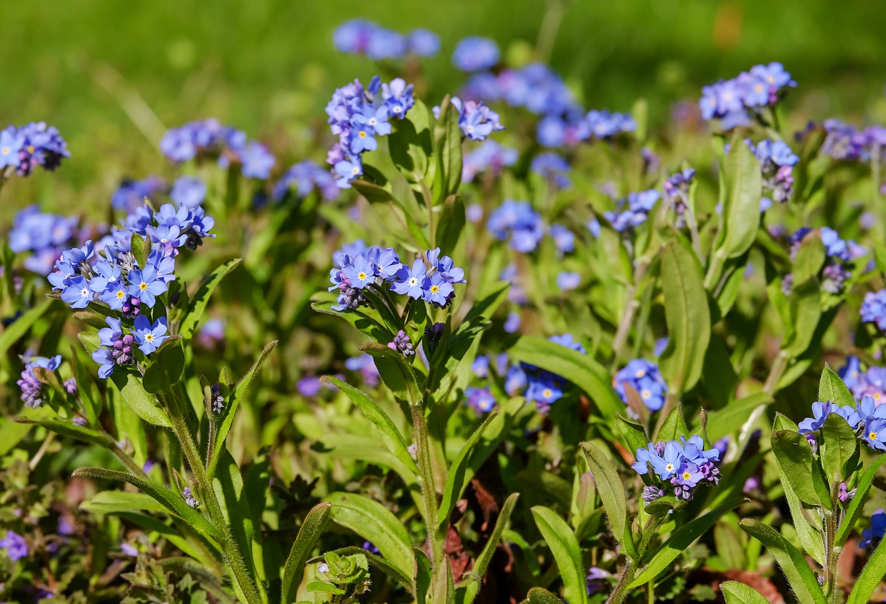 Nepamiršk Manęs,  Žydi,  Meadow,  Smailu Gėlių,  Žiedas,  Žydi,  Mėlyna,  Augalų,  Laukinių Gėlių,  Pievų Augalai