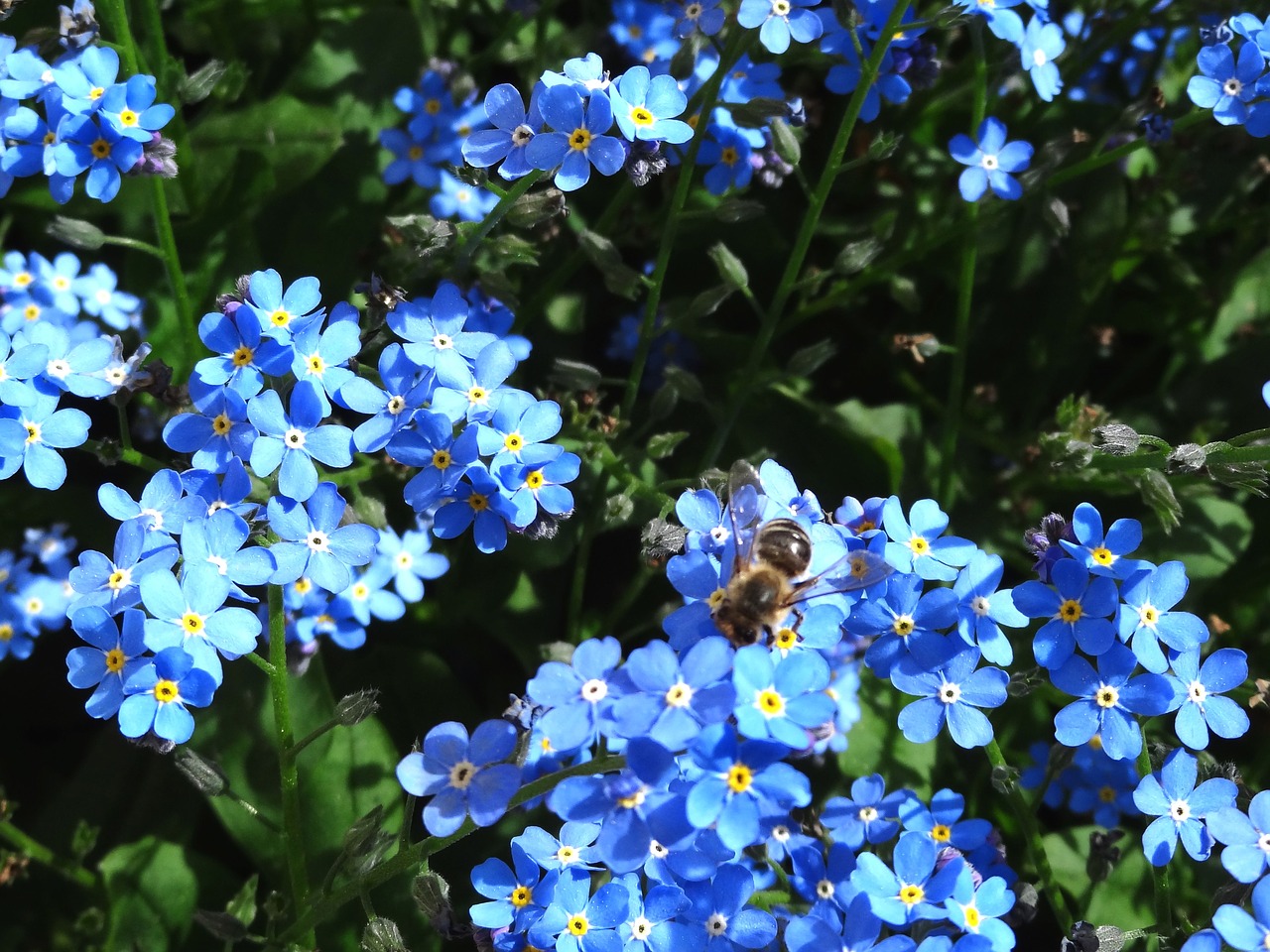 Nepamiršk Manęs,  Gėlė,  Pobūdį,  Augalų,  Smailu Gėlių,  Bičių,  Floros,  Mėlyna,  Vabzdys,  Medaus Bitė