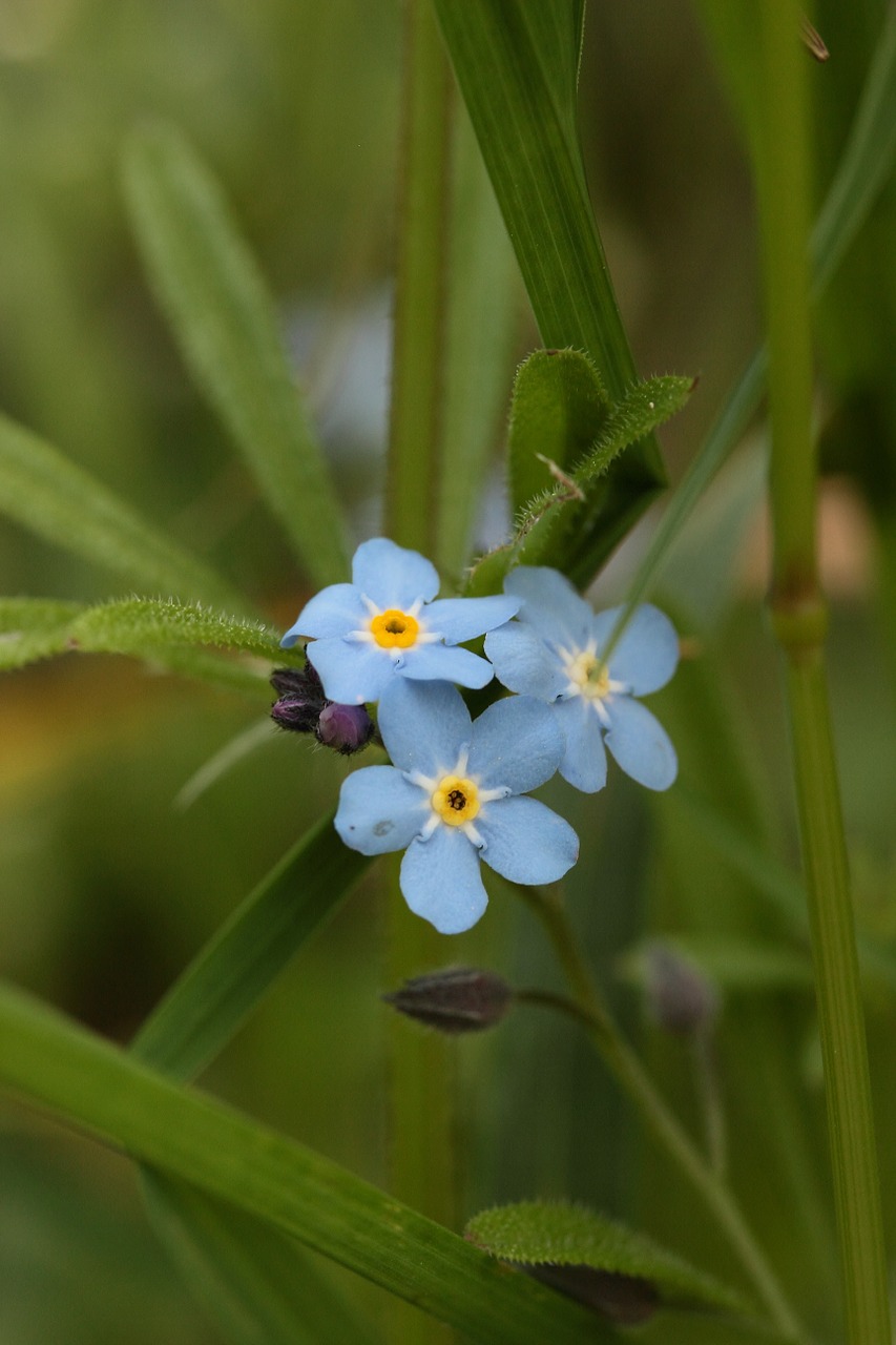 Nepamiršk Manęs,  Gėlės,  Mėlynas,  Aštraus Gėlė,  Augalas,  Makro,  Gamta,  Laukinė Gėlė,  Flora,  Myosotis Sylvatica