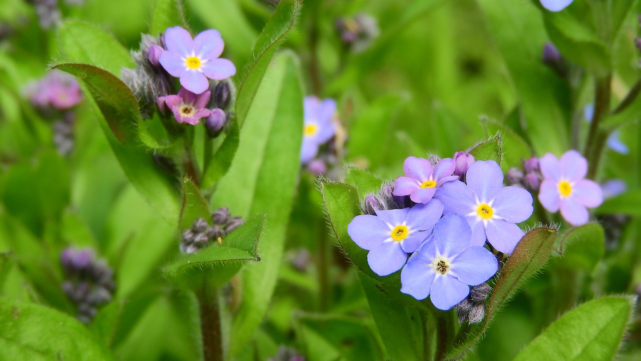 Pamiršti Ne Mišką, Myosotis Sylvatica, Nepamiršk Manęs, Rytinė, Mėlynos Gėlės, Purpurinės Gėlės, Pavasario Aspektas, Mažos Gėlės, Paplitusios Gėlės, Nemokamos Nuotraukos