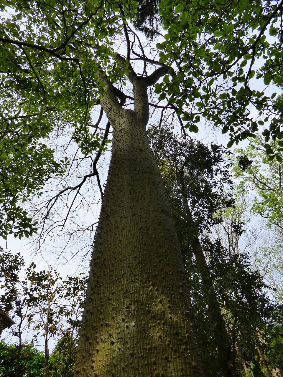 Forio, Botanikos Sodas, Medis Chorisia Speciosa, Nemokamos Nuotraukos,  Nemokama Licenzija