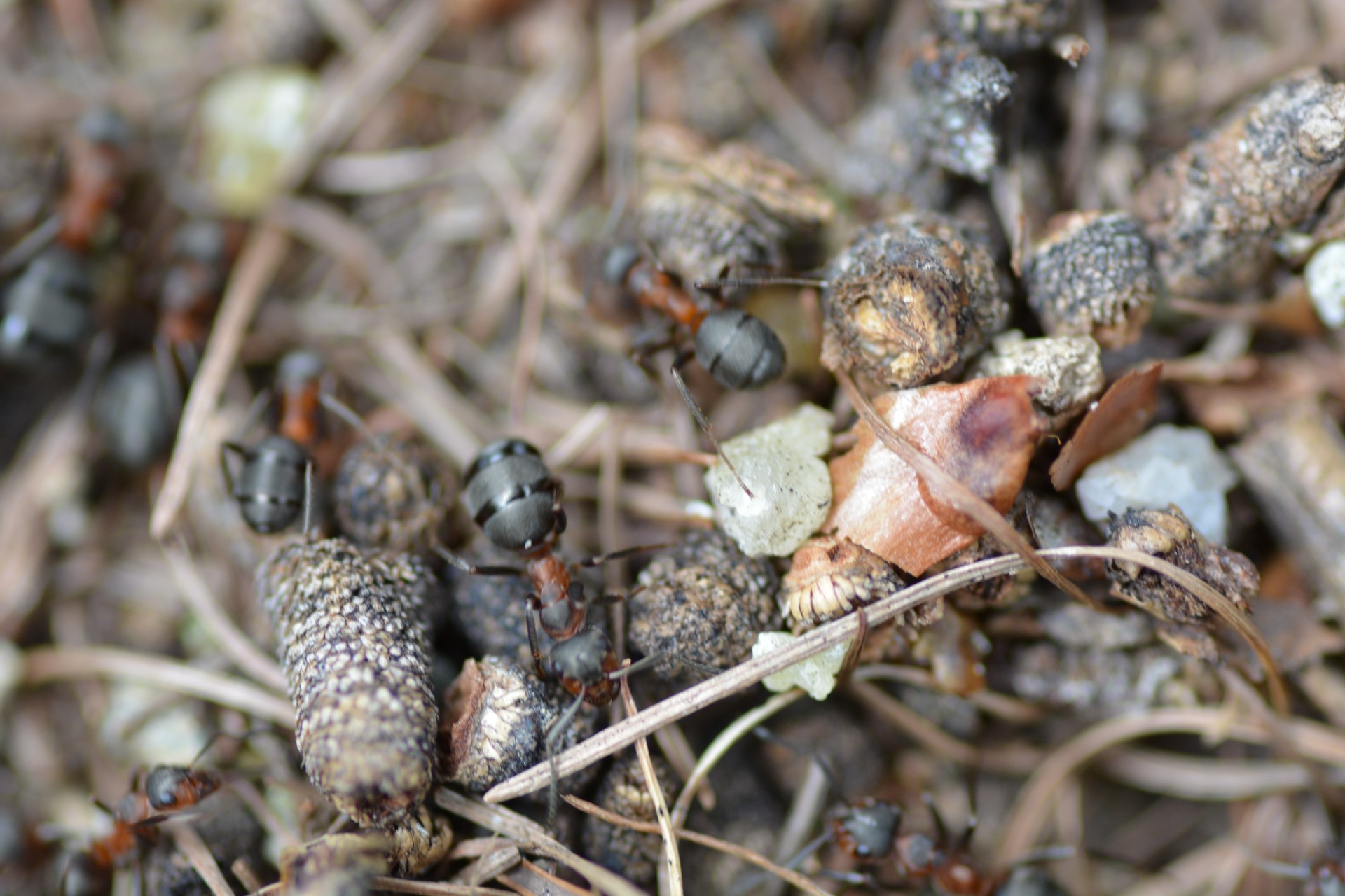 Skruzdėlės,  Vabzdžiai,  Anthill,  Miškas,  Gamta,  Skruzdėlės, Nemokamos Nuotraukos,  Nemokama Licenzija