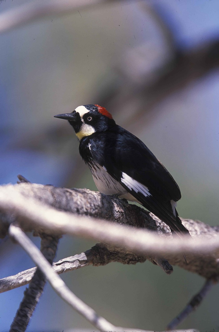 Formicivorus, Melanerpes, Gilė, Paukštis, Dzenis, Paukščiai, Gyvūnai, Fauna, Nemokamos Nuotraukos,  Nemokama Licenzija