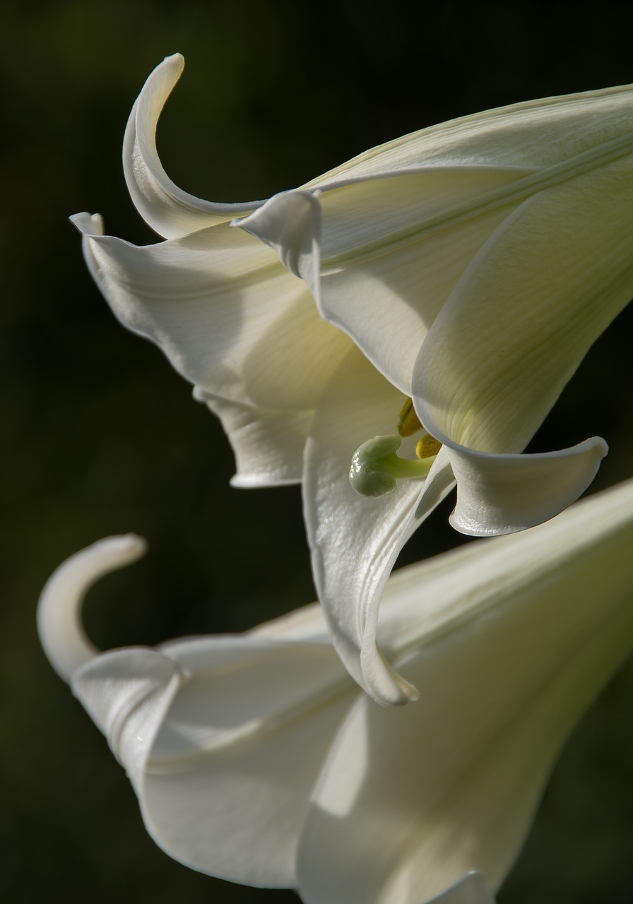 Formos Lelija, Lilium Formosanum, Lelija, Gėlė, Žydėti, Balta, Sodas, Flora, Australijos Piktžolės, Patrauklus