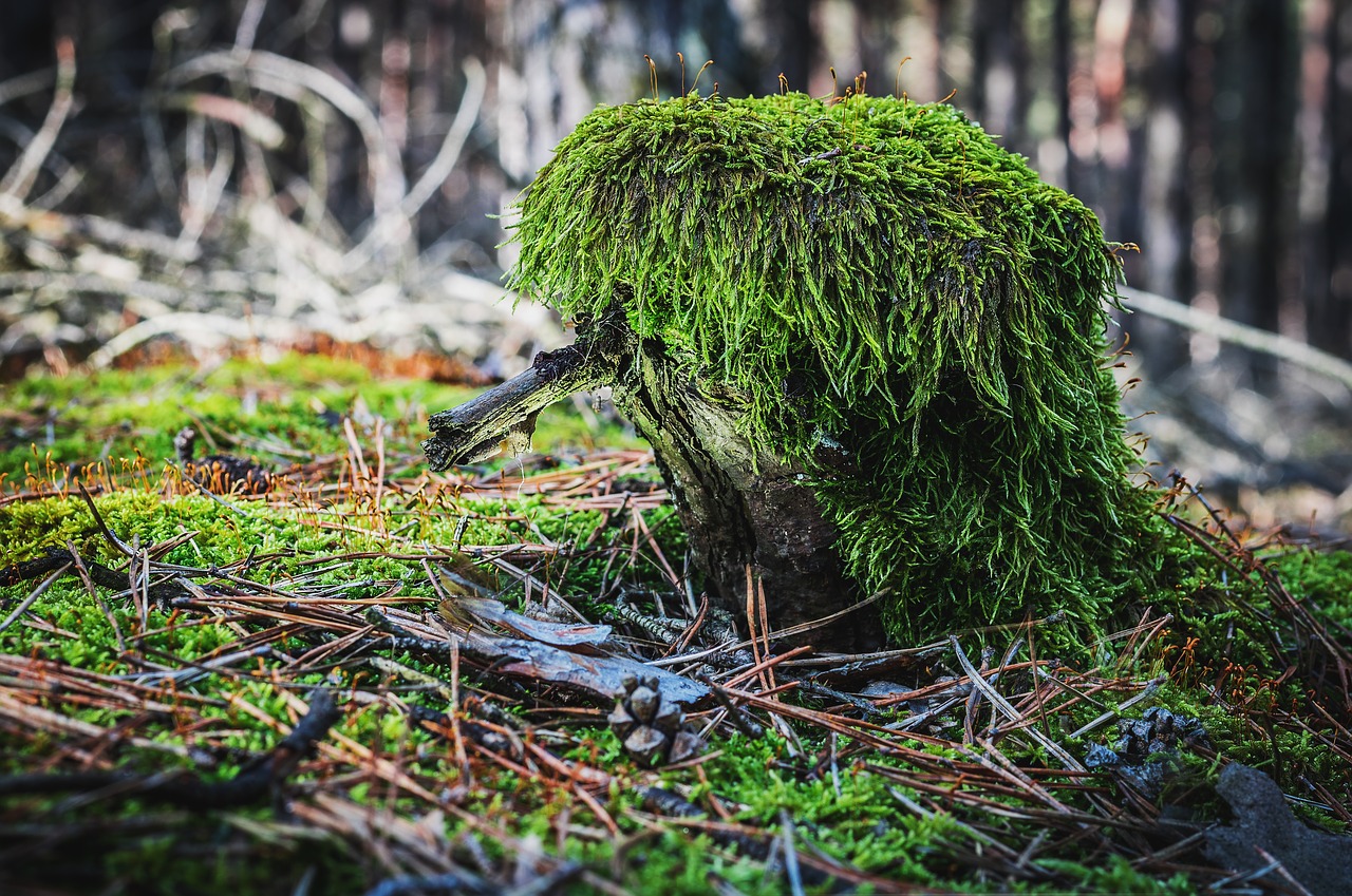 Forrest, Samanos, Mistinis, Medžio Kamienas, Mediena, Gras, Gamta, Miškas, Bagažinė, Augalas