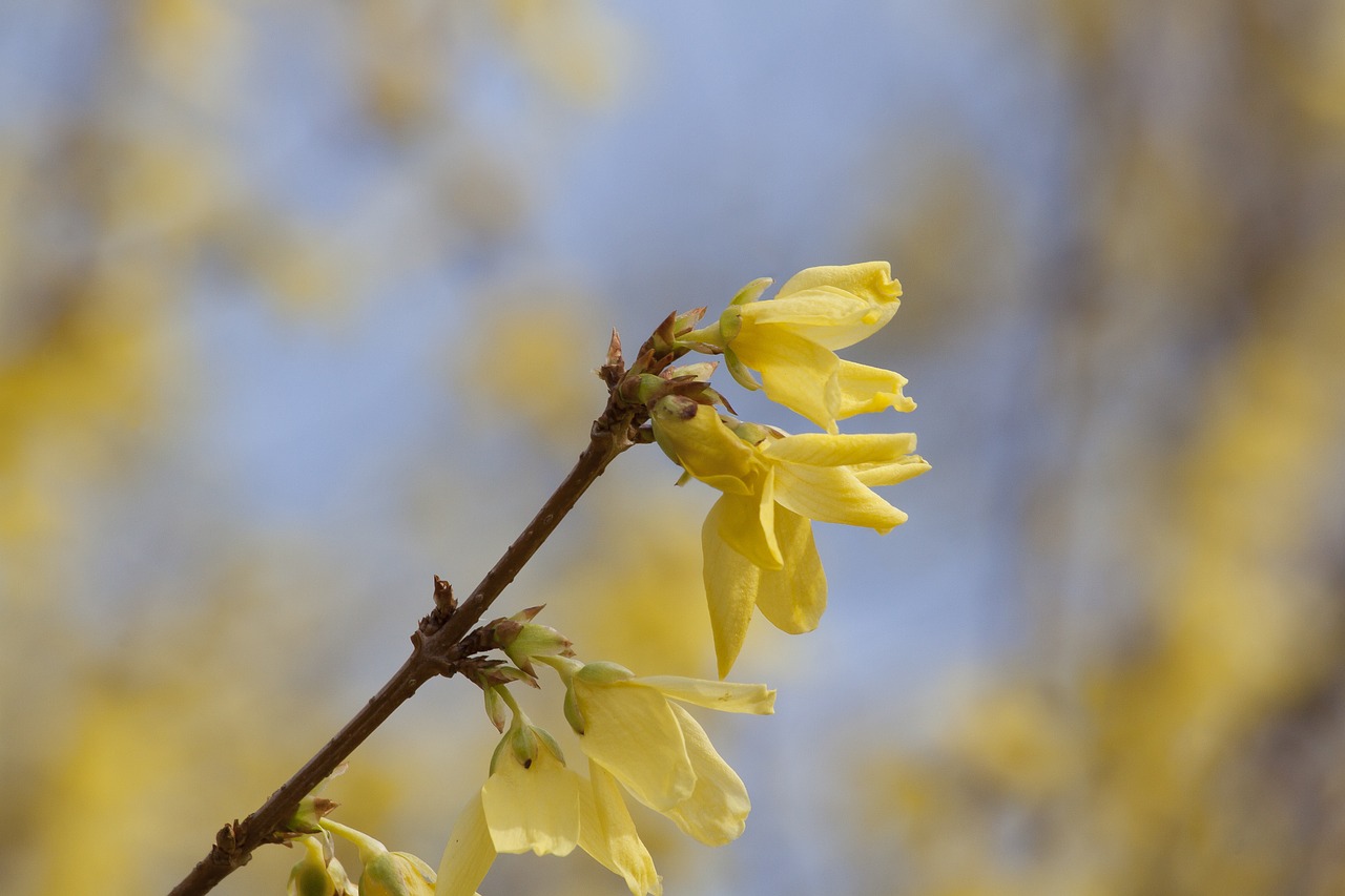 Forsitija, Sodo Forsityja, Auksinė Alyva, Auksiniai Varpai, Žiedas, Žydėti, Forsythienblüte, Gėlė, Pavasaris, Lenz