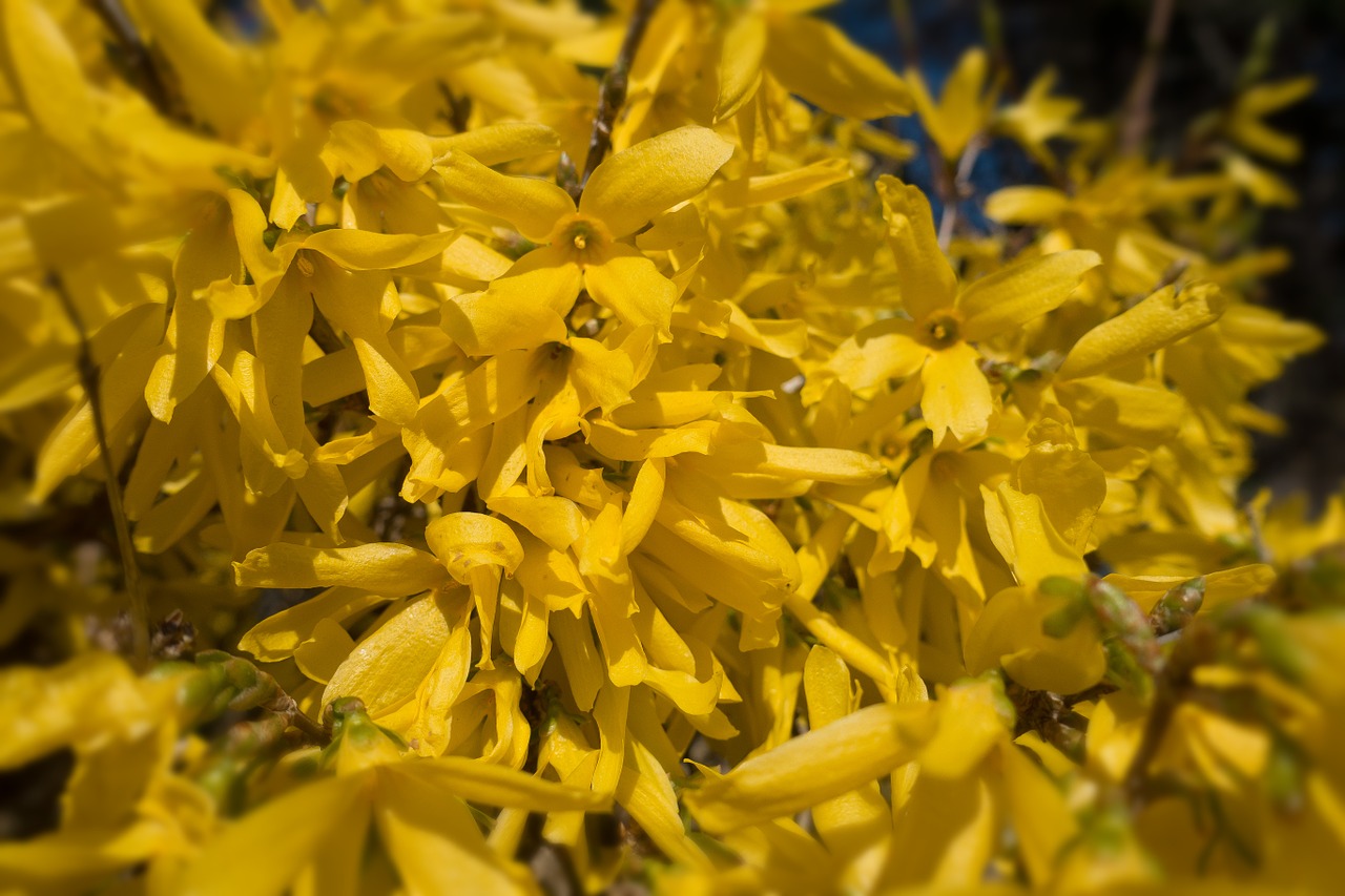 Forsitija, Krūmas, Sodo Forsityja, Auksinė Alyva, Auksiniai Varpai, Žiedas, Žydėti, Forsythienblüte, Gėlė, Pavasaris