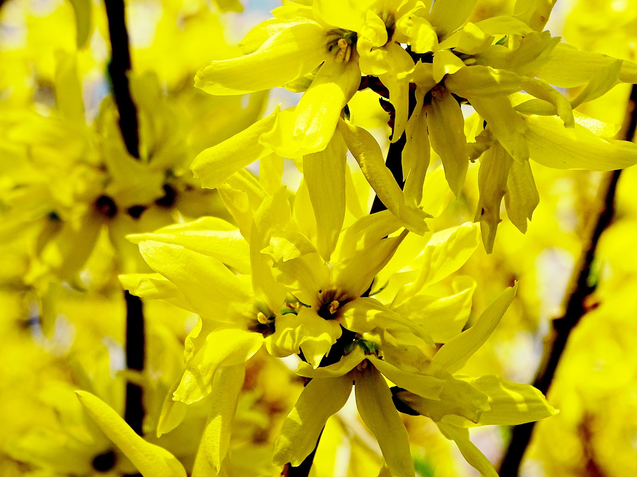 Forsitija, Forsythienblüte, Geltona, Pavasaris, Auksiniai Varpai, Auksinė Alyva, Sodo Forsityja, Sodas, Žiedas, Žydėti