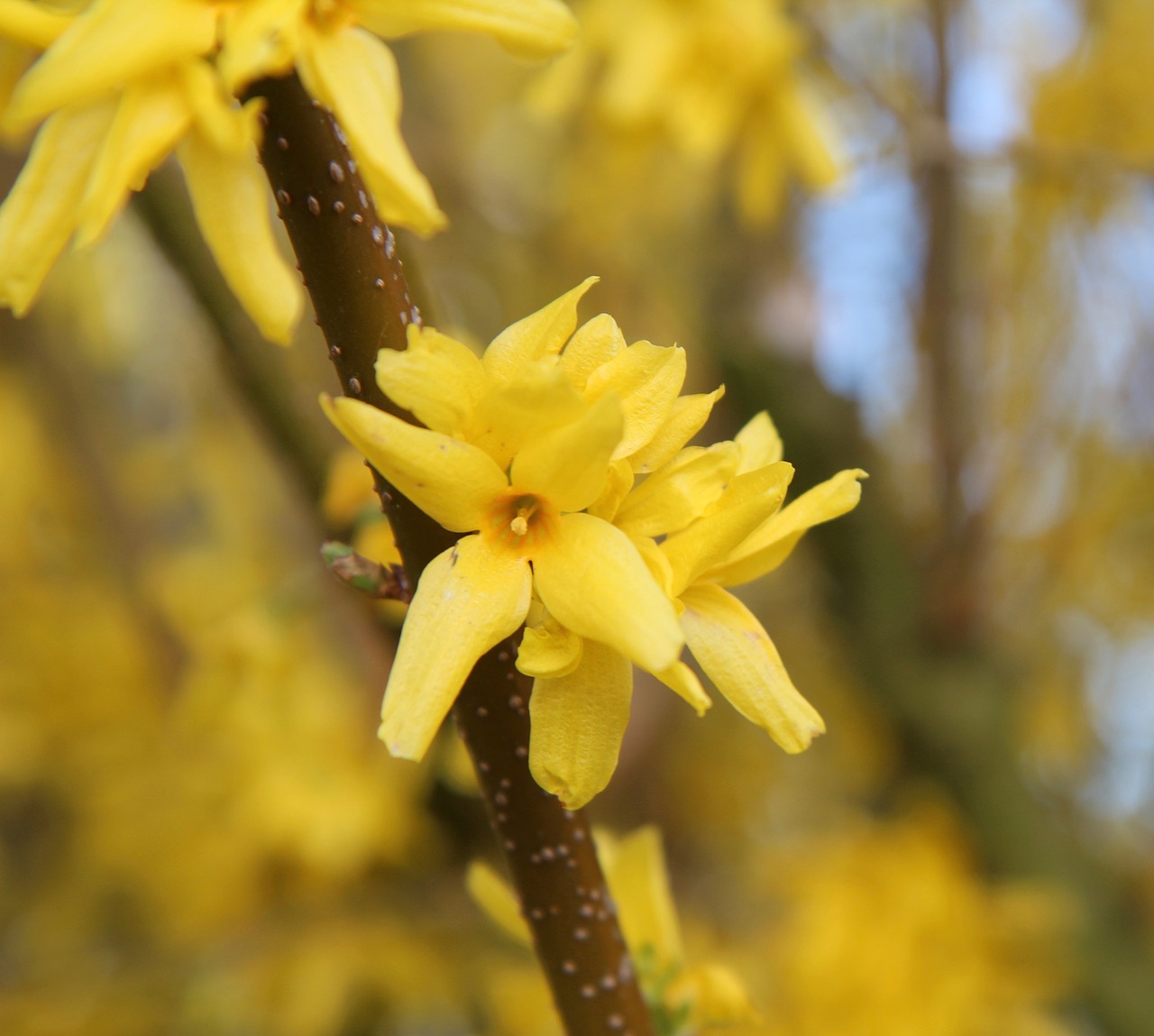 Forsythia,  Geltona Gėlė,  Pavasaris,  Žydėjimas, Nemokamos Nuotraukos,  Nemokama Licenzija