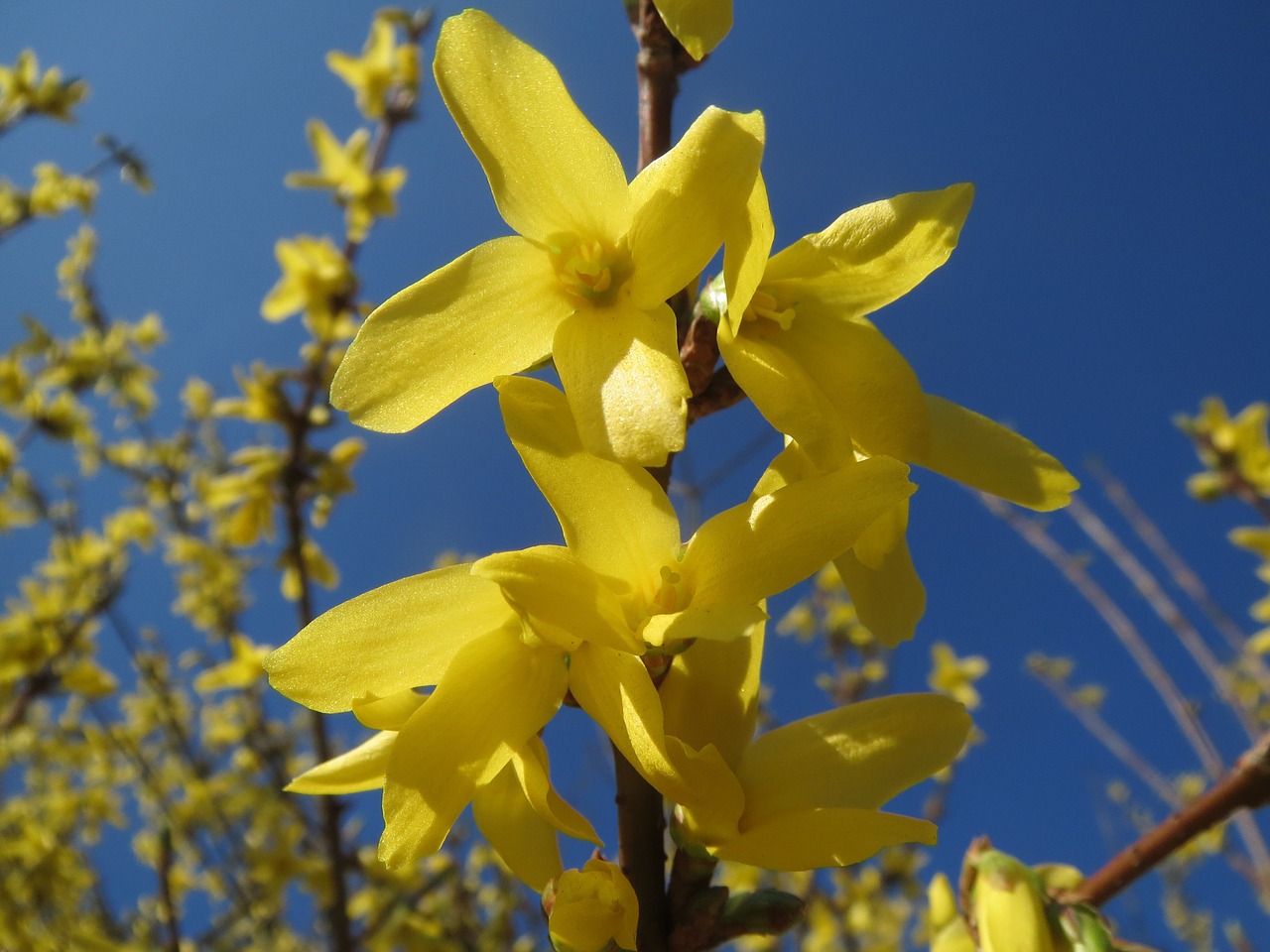 Forsitija, Krūmas, Žiedas, Makro, Žiedynas, Flora, Botanika, Augalas, Nemokamos Nuotraukos,  Nemokama Licenzija