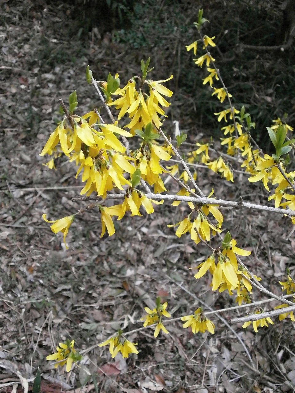 Forsitija, Pavasario Gėlės, Pavasaris, Geltona, Oleaceae, Nemokamos Nuotraukos,  Nemokama Licenzija