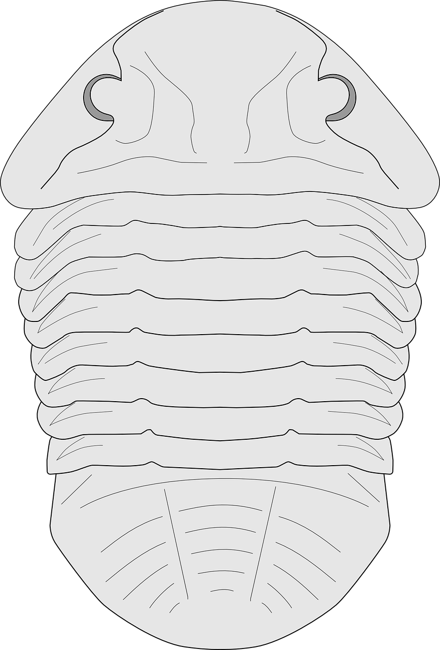 Iškastinis, Trilobitas, Padaras, Įspaudas, Išnykęs, Paleontologija, Iškastinis, Rūšis, Išlieka, Nemokama Vektorinė Grafika