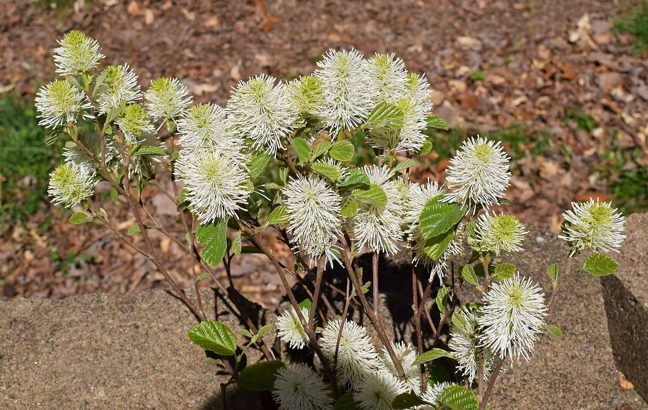 Fothergilla, Ragana, Wildflower, Gėlė, Žiedas, Žydėti, Krūmas, Flora, Augalas, Gamta