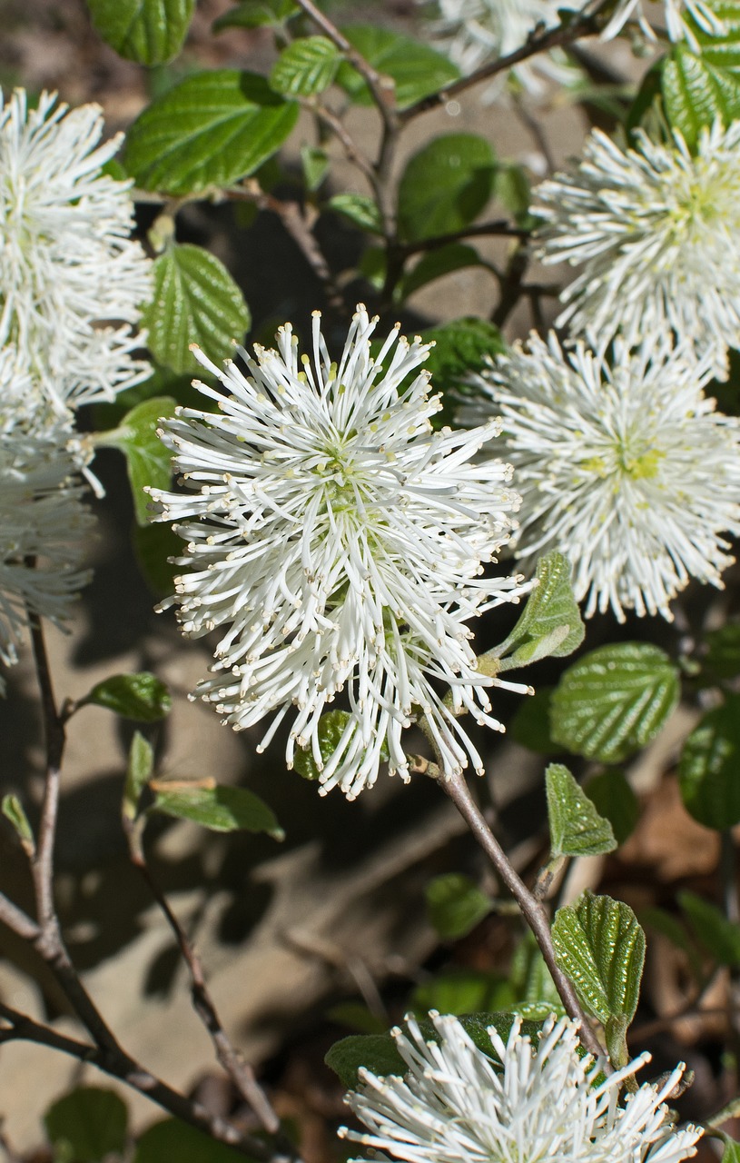 Fothergilla,  Raganų Alksnis,  Wildflower,  Gėlė,  Žiedas,  Žydi,  Krūmas,  Floros,  Augalų,  Pobūdį