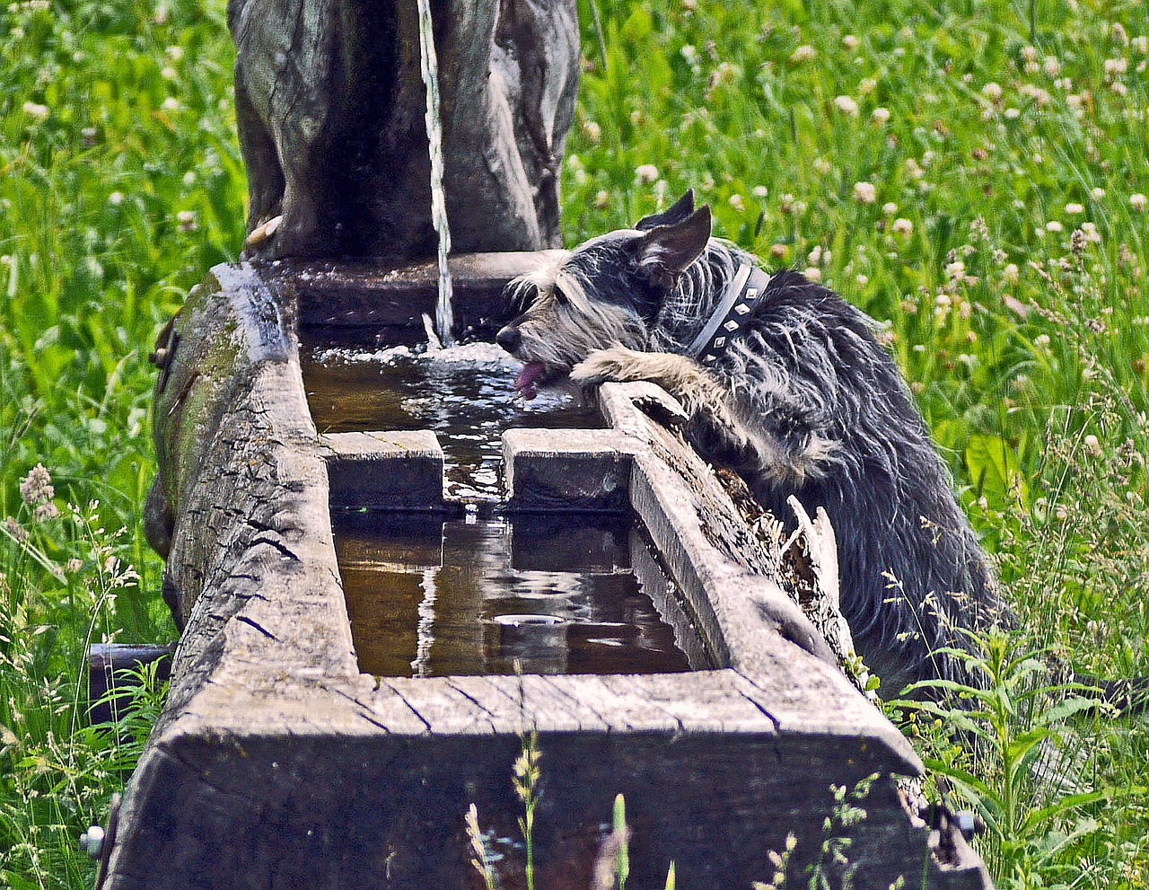 Fontanas, Troškulys, Terjeras, Vandens Srovė, Žurnalas, Tuščiaviduriai Iš, Alpių, Alpių Regionas, Pieva, Vasaros Pieva