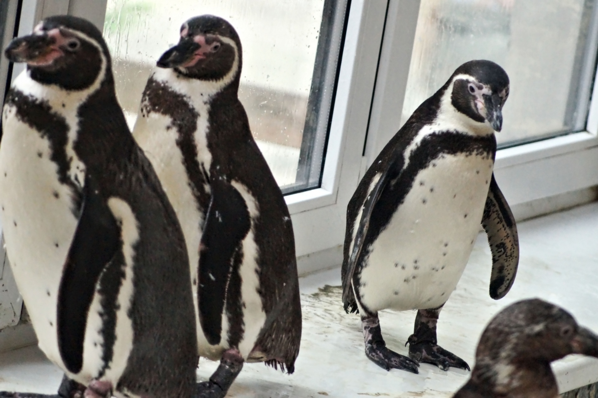 Keturi,  Pingvinas,  Keturi Pingvinai, Nemokamos Nuotraukos,  Nemokama Licenzija