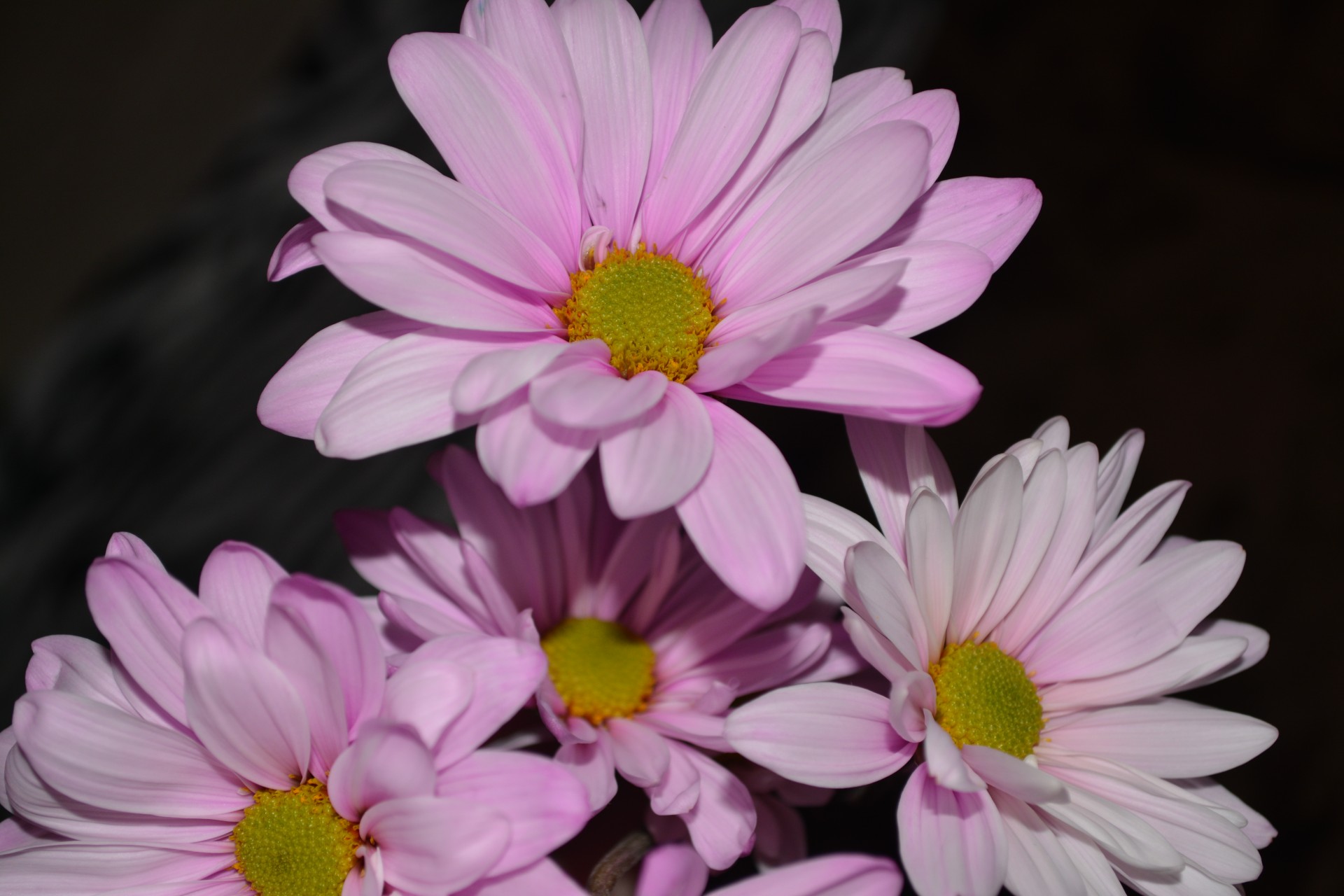 Daisy,  Spalvinga,  Gėlė,  Keturios Rožinės Daržinės Gėlės Makro, Nemokamos Nuotraukos,  Nemokama Licenzija