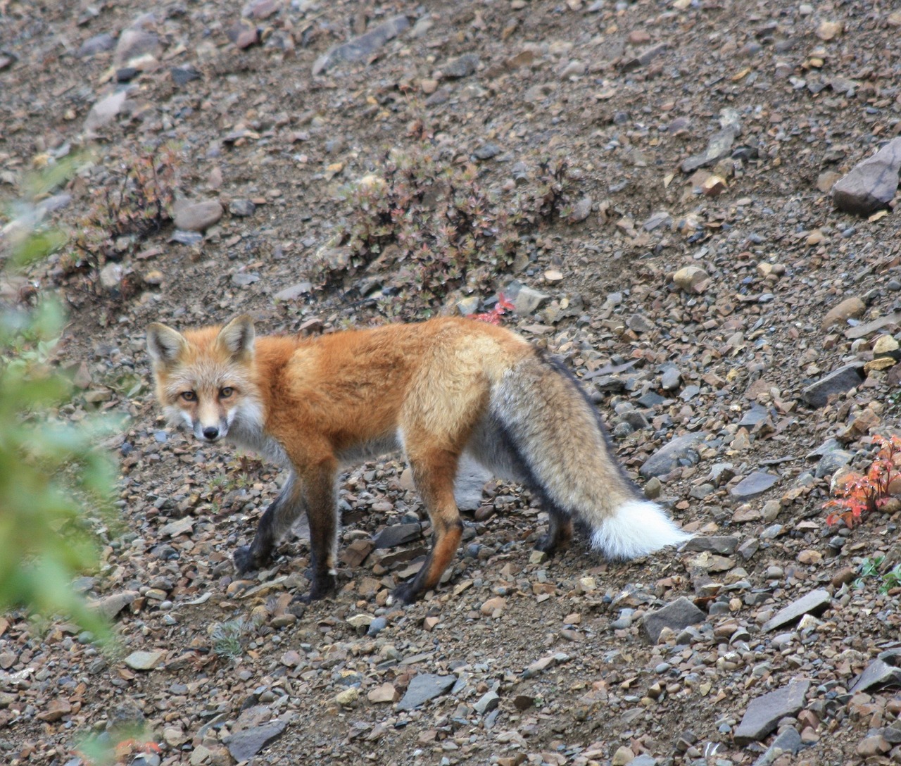 Lapė, Laukinė Gamta, Gamta, Plėšrūnas, Vulpes Vulpes, Dykuma, Laukiniai, Portretas, Pūkuotas, Žiūri