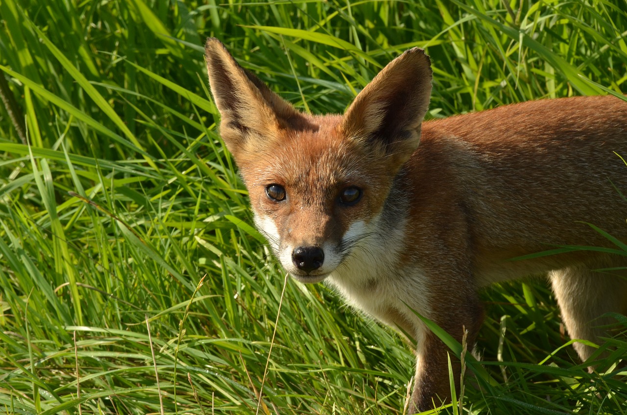 Lapė, Plėšrūnas, Žinduolis, Fauna, Laukiniai, Gamta, Naardermeer, Nyderlandai, Nemokamos Nuotraukos,  Nemokama Licenzija