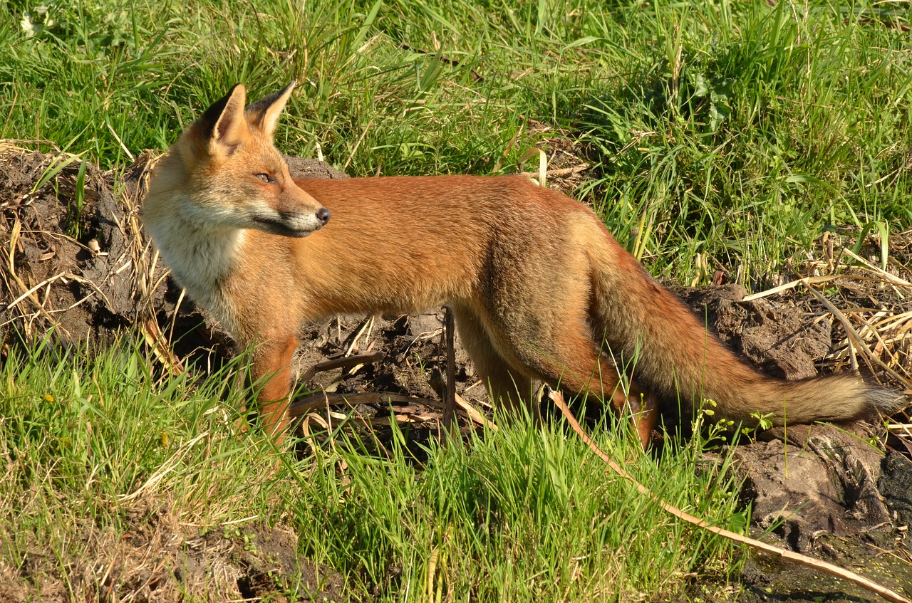 Lapė, Plėšrūnas, Žinduolis, Laukiniai, Fauna, Budrus, Naardermeer, Nyderlandai, Nemokamos Nuotraukos,  Nemokama Licenzija