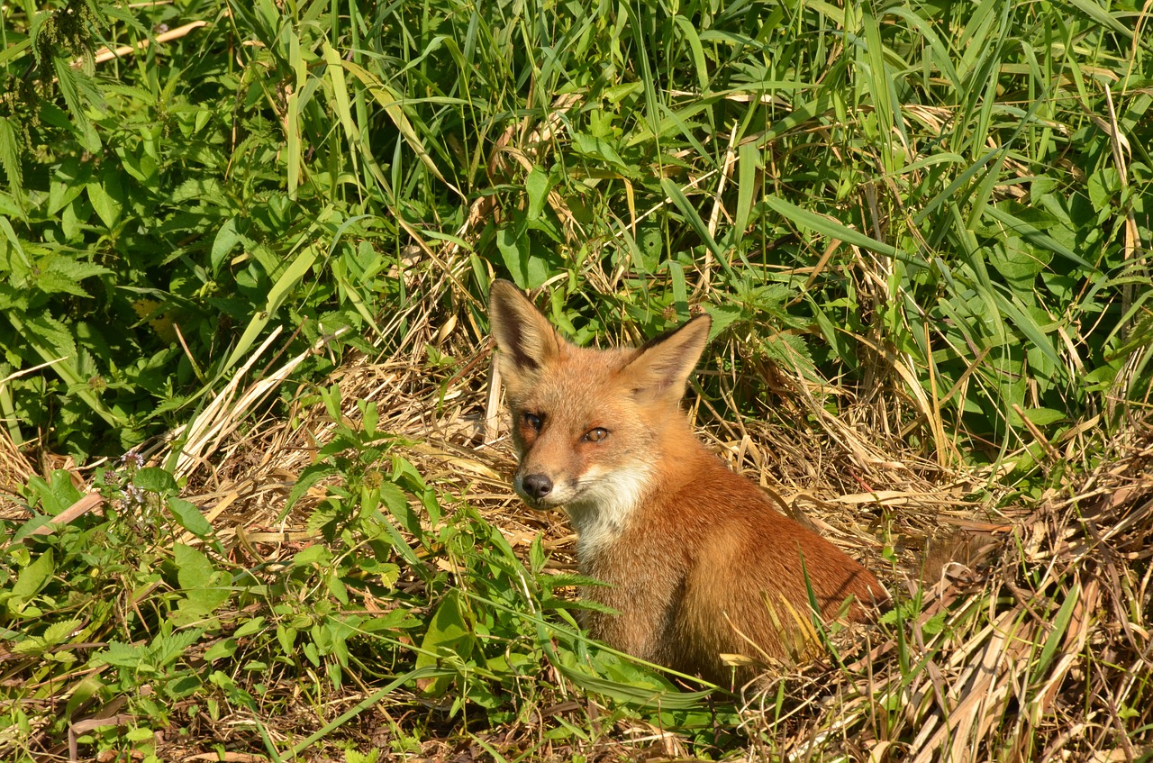 Lapė, Plėšrūnas, Žinduolis, Laukiniai, Fauna, Naardermeer, Nyderlandai, Nemokamos Nuotraukos,  Nemokama Licenzija