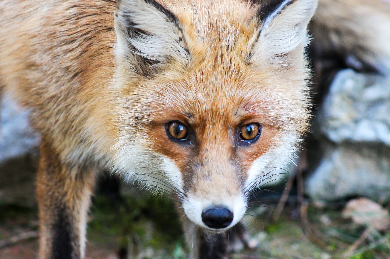 Lapė, Gyvūninė Prigimtis, Žvėrys, Prancūziškas Skrebutis, Állatportré, Fauna, Raudona Lapė, Žinduolis, Plėšrūnas, Nemokamos Nuotraukos