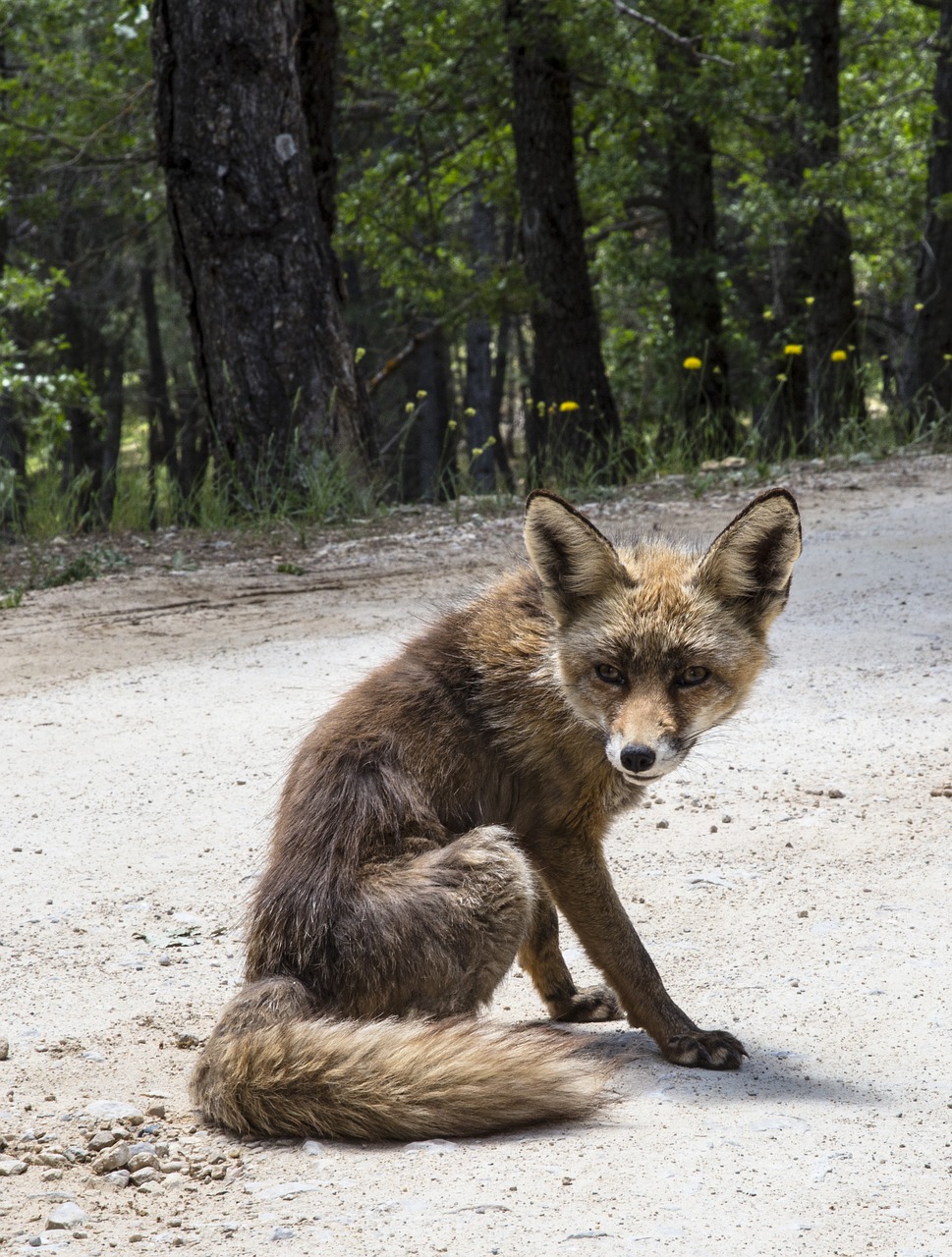 Lapė, Gyvūnas, Fauna, Žinduolis, Nemokamos Nuotraukos,  Nemokama Licenzija