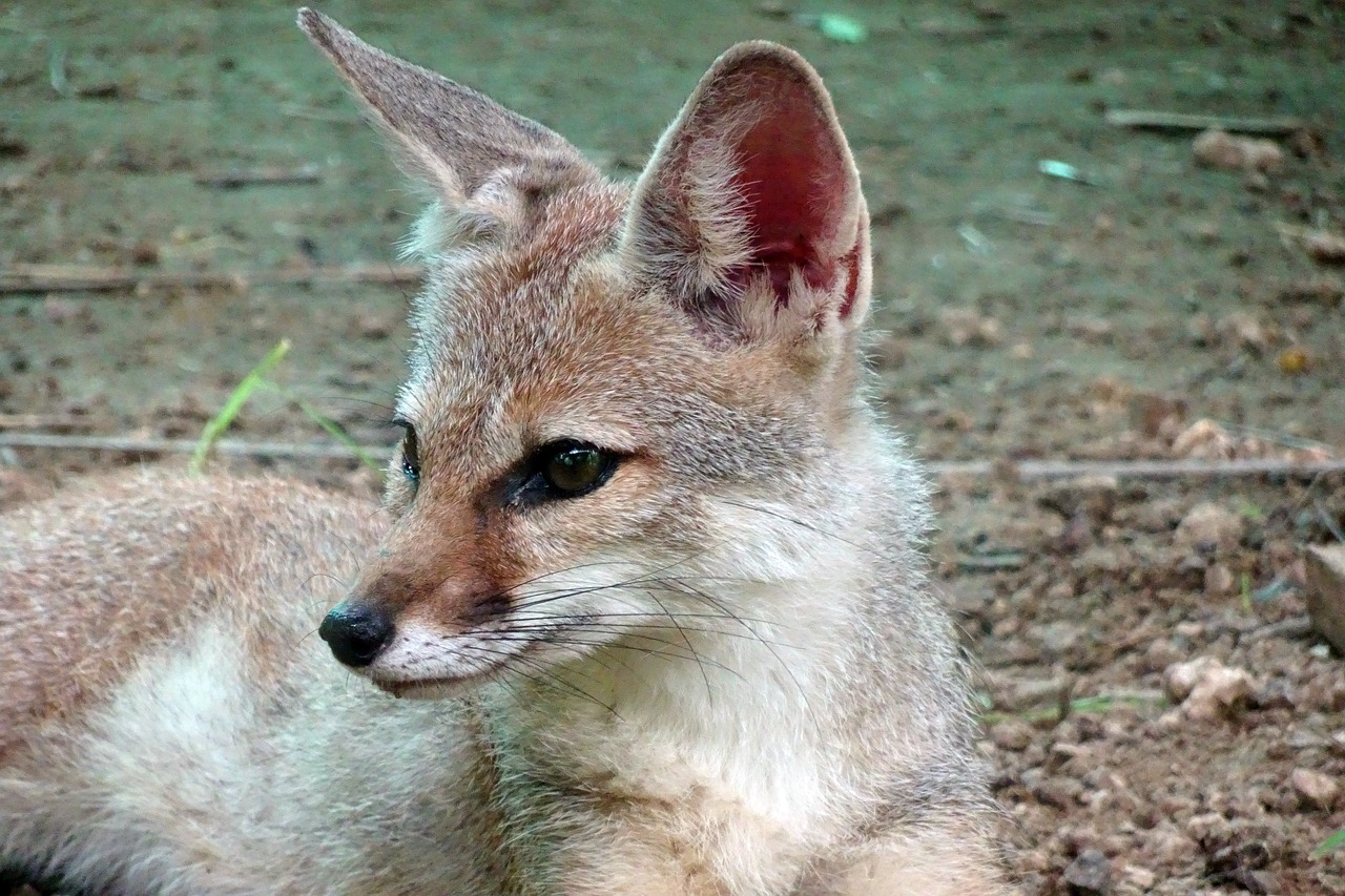 Lapė, Bengalinė Lapė, Vulpes Bengalensis, Indijos Lapė, Žinduolis, Gyvūnas, Laukinė Gamta, Laukiniai, Kailis, Mėsėdis