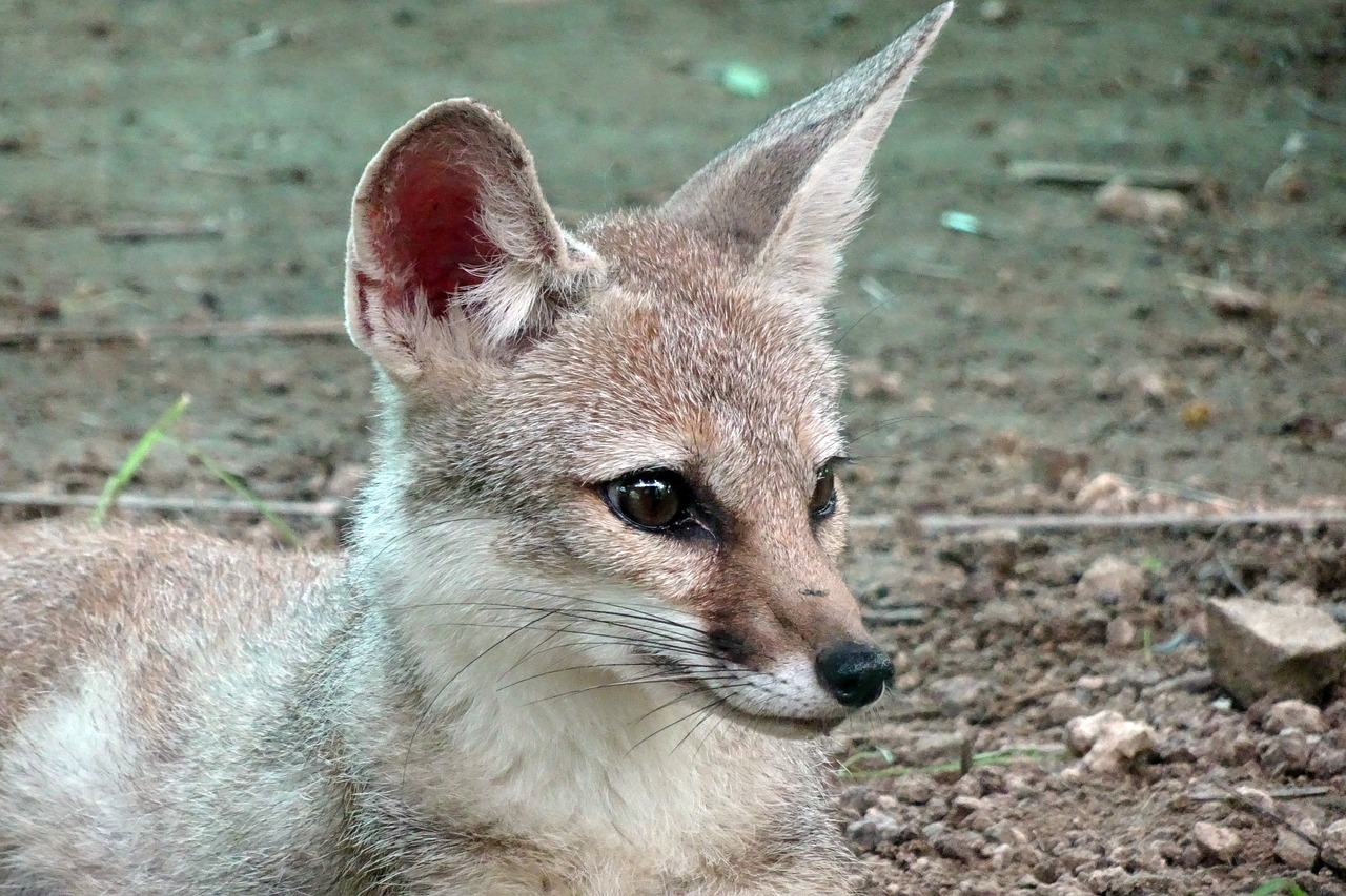 Lapė, Bengalinė Lapė, Vulpes Bengalensis, Indijos Lapė, Žinduolis, Gyvūnas, Laukinė Gamta, Laukiniai, Kailis, Mėsėdis